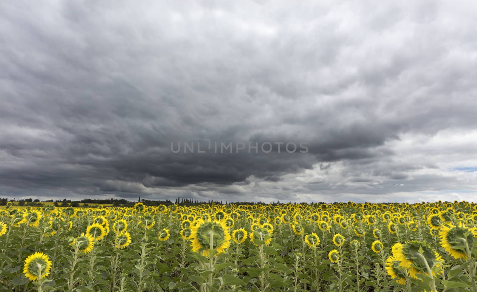 Sunflowers in the field look at thunderous clouds, which have closed the sky and are gathering on the horizon