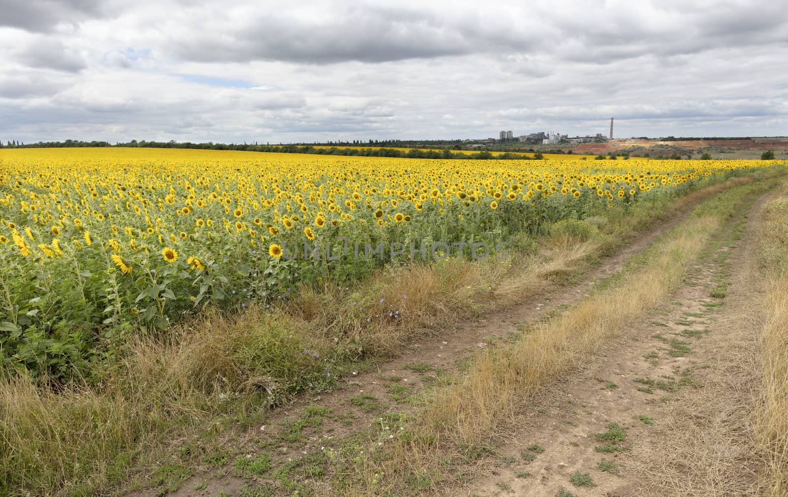 Rural landscape of dirt road near sunflower field at summer day. Summer landscape with a sunflower field and a empty road. Recycling company on the horizon.