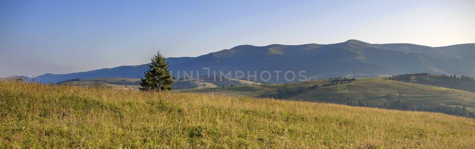 Carpathian fir on the hill in the rays of the rising morning sun. Panorama of the Carpathian mountains