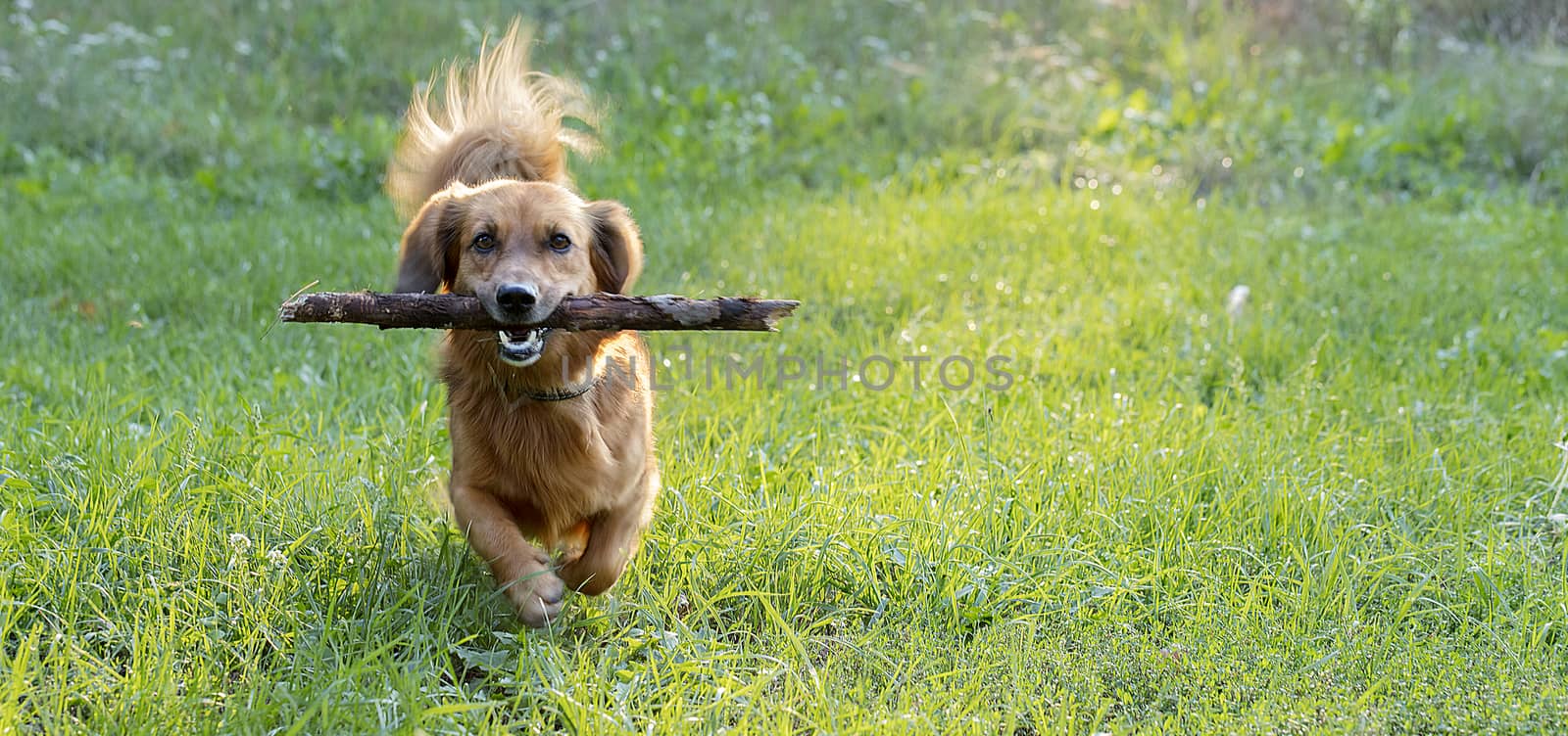 happy dog dachshund playing with a branch outdoors on a green lawn by Sergii