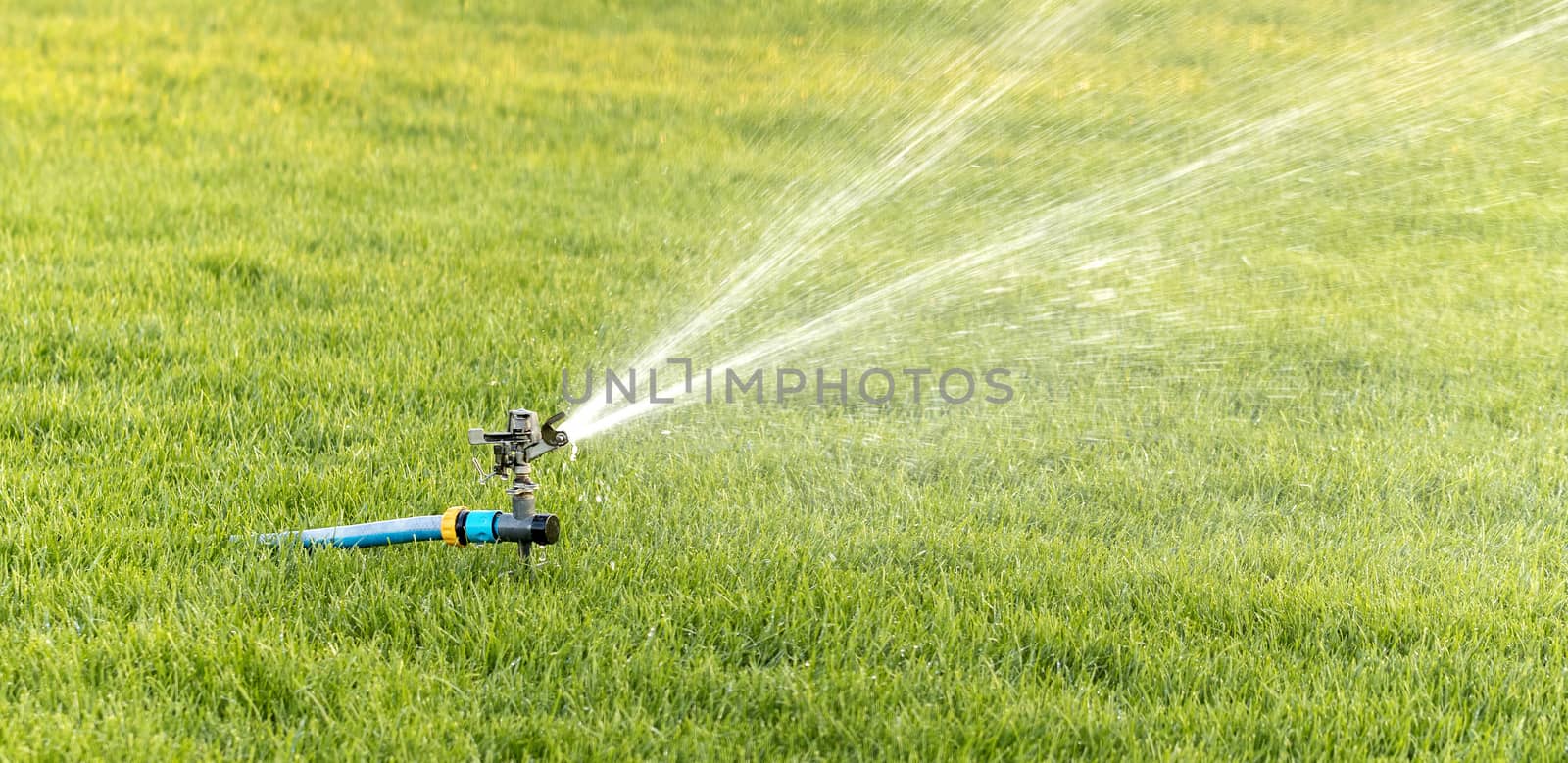 A close-up of a horizontal oscillating sprinkler for lawns that pours a little withered grass