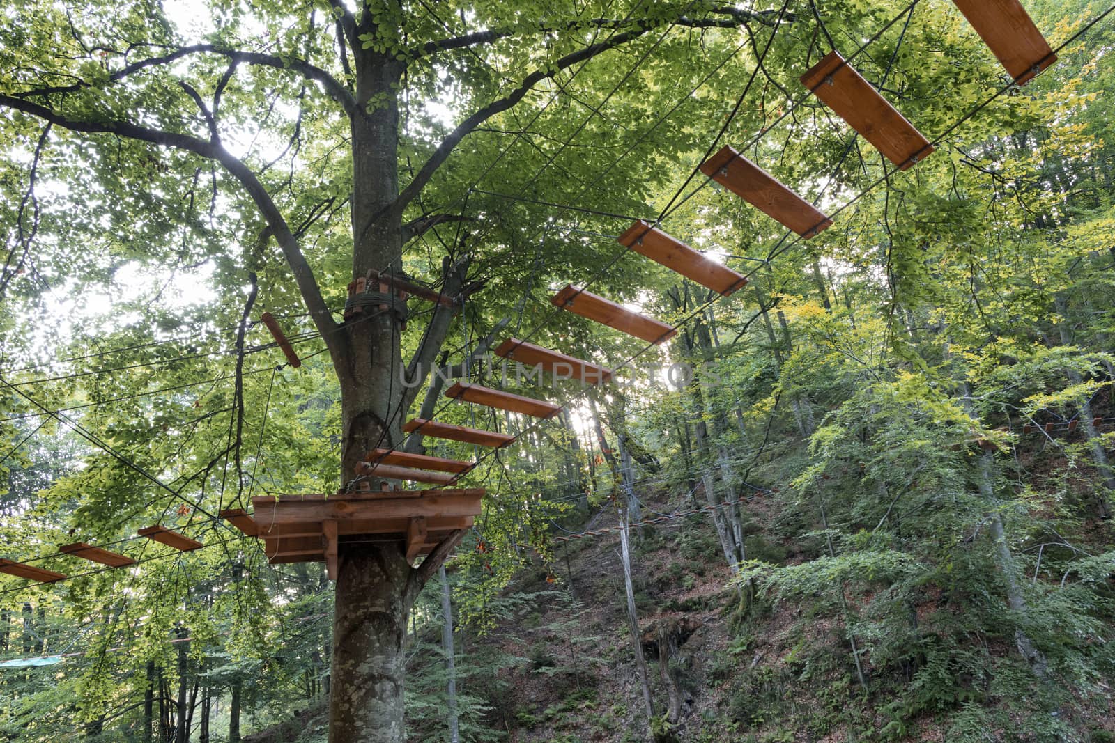 Through the thickets of the young forest in the mountains a hanging trail is laid, a view against the background of sun rays, which pierces through the foliage.