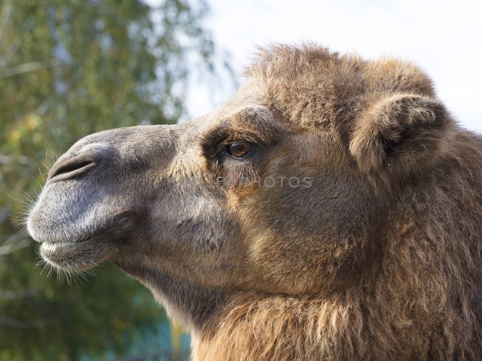head of an adult camel in profile close-up against a green tree