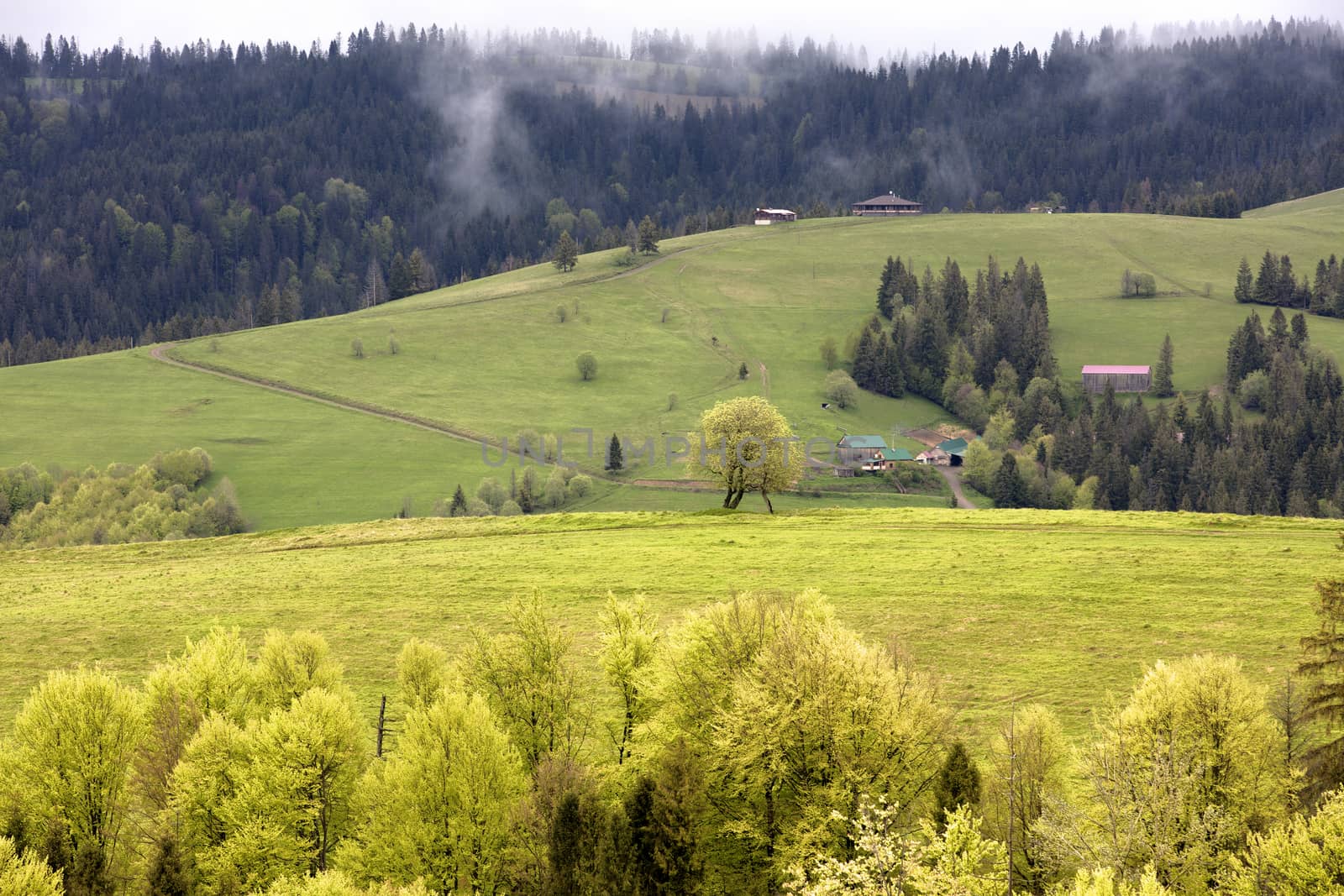 Spring bright morning in the Carpathian mountains. The rural hut stands on the slope of the mountain. Beautiful typical rural scenery of Carpathians, Ukraine