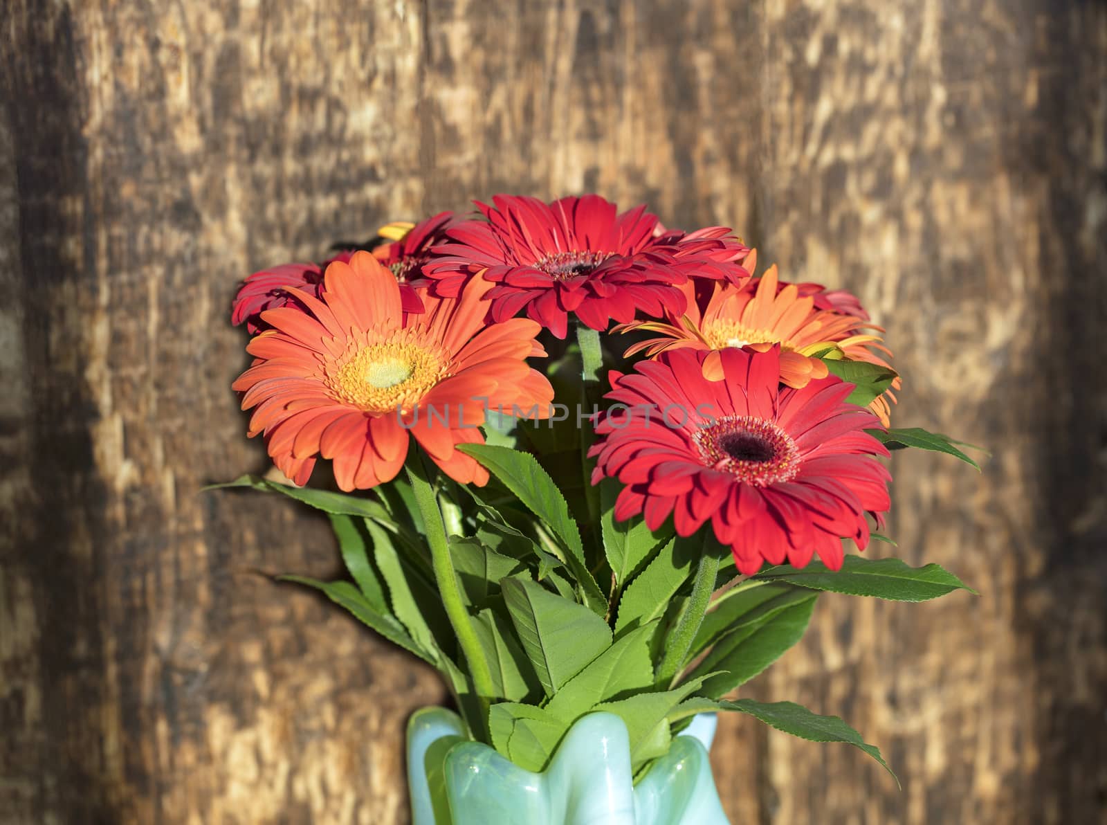 Beautiful red-red autumn bouquet of gerberas in a glass colored vase on the background of an old wooden wall close-up. Fiery colors of the bouquet in the hard rays of the rising sun