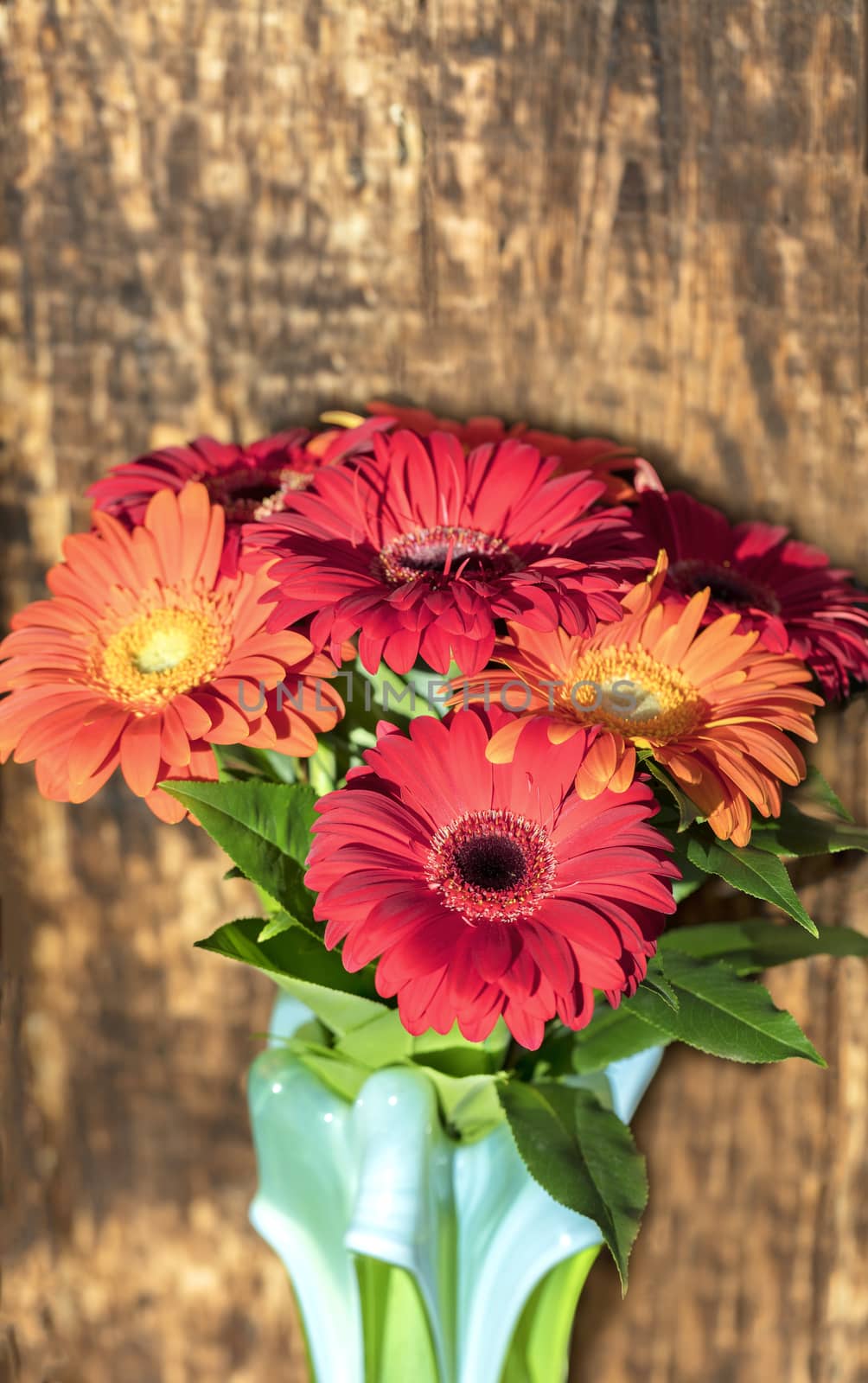 Beautiful bouquet of gerberas in a glass colored vase on the background of an old vintage wooden wall by Sergii