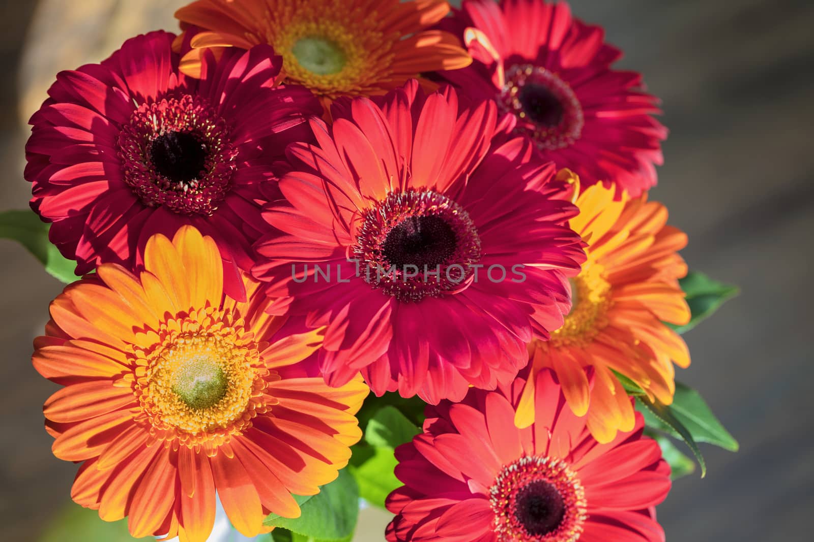 Beautiful red-red autumn bouquet of gerberas on the background of an old wooden wall close-up. Fiery colors of the bouquet in the hard rays of the rising sun.
