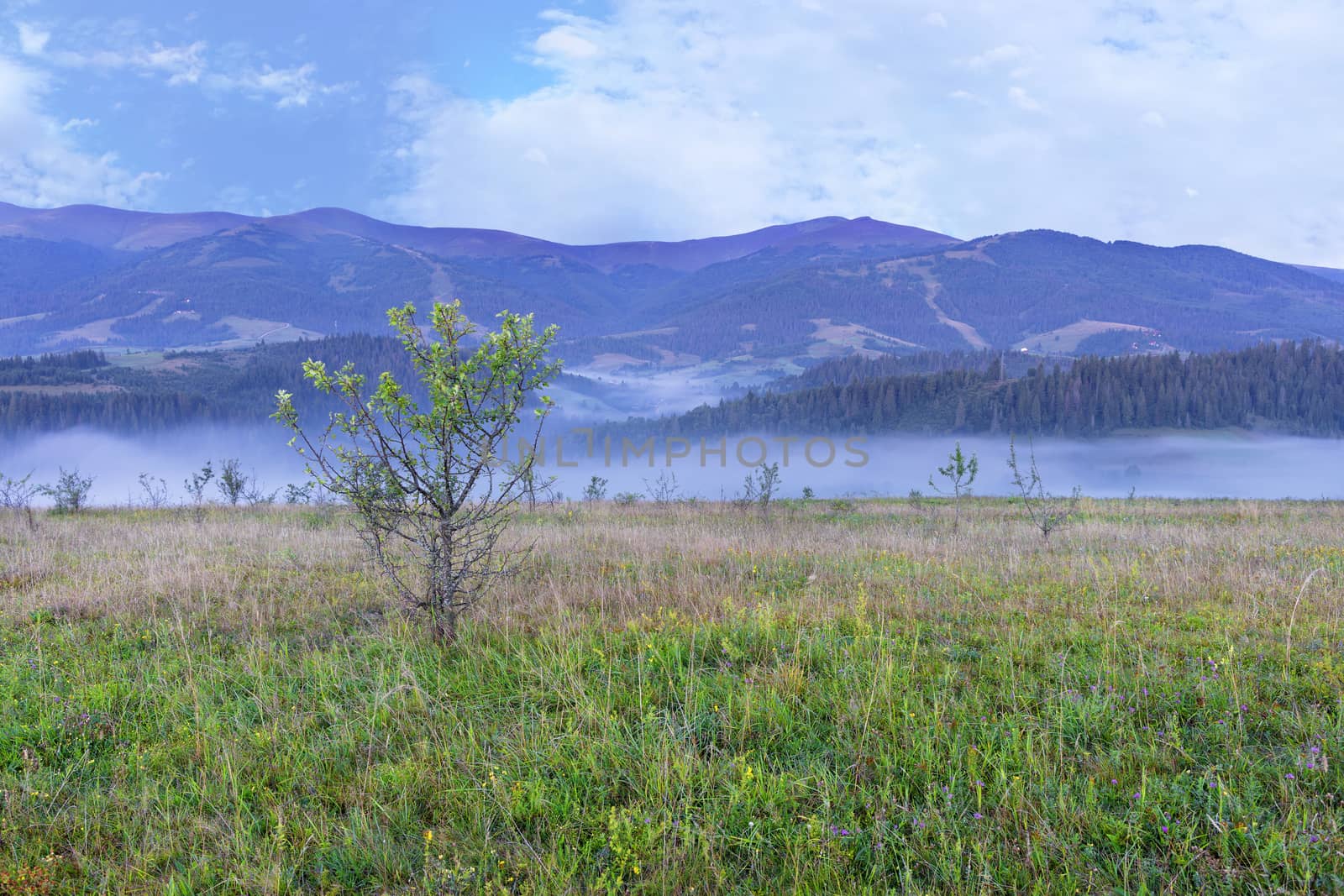 A green meadow and a growing young tree on a hill in the background of the mountains. Blue fog enveloped the morning mountains of the Carpathians