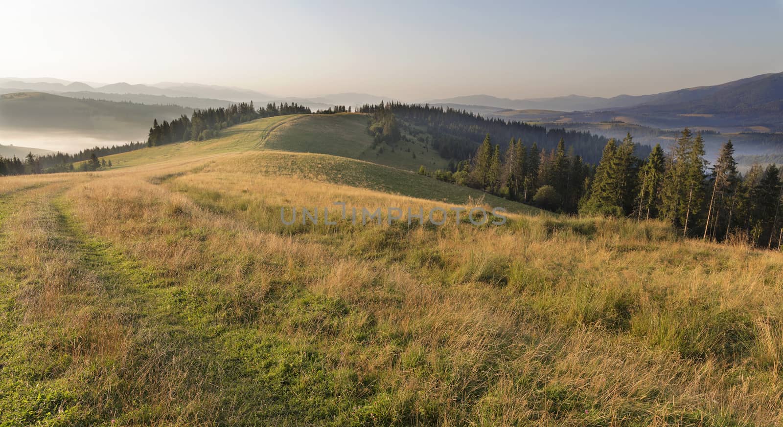 Long shadows from the growing trees lie on the road at the top of the mountain in the rays of the rising sun against the backdrop of the mountain summer landscape of the Carpathians.
