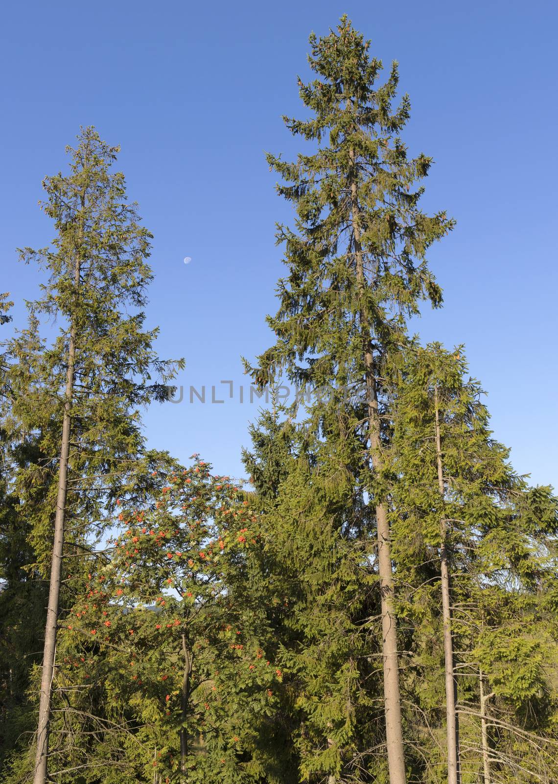 On a blue sky in a bright sunny day, the moon is visible between two tall fir trees above the mountain ash