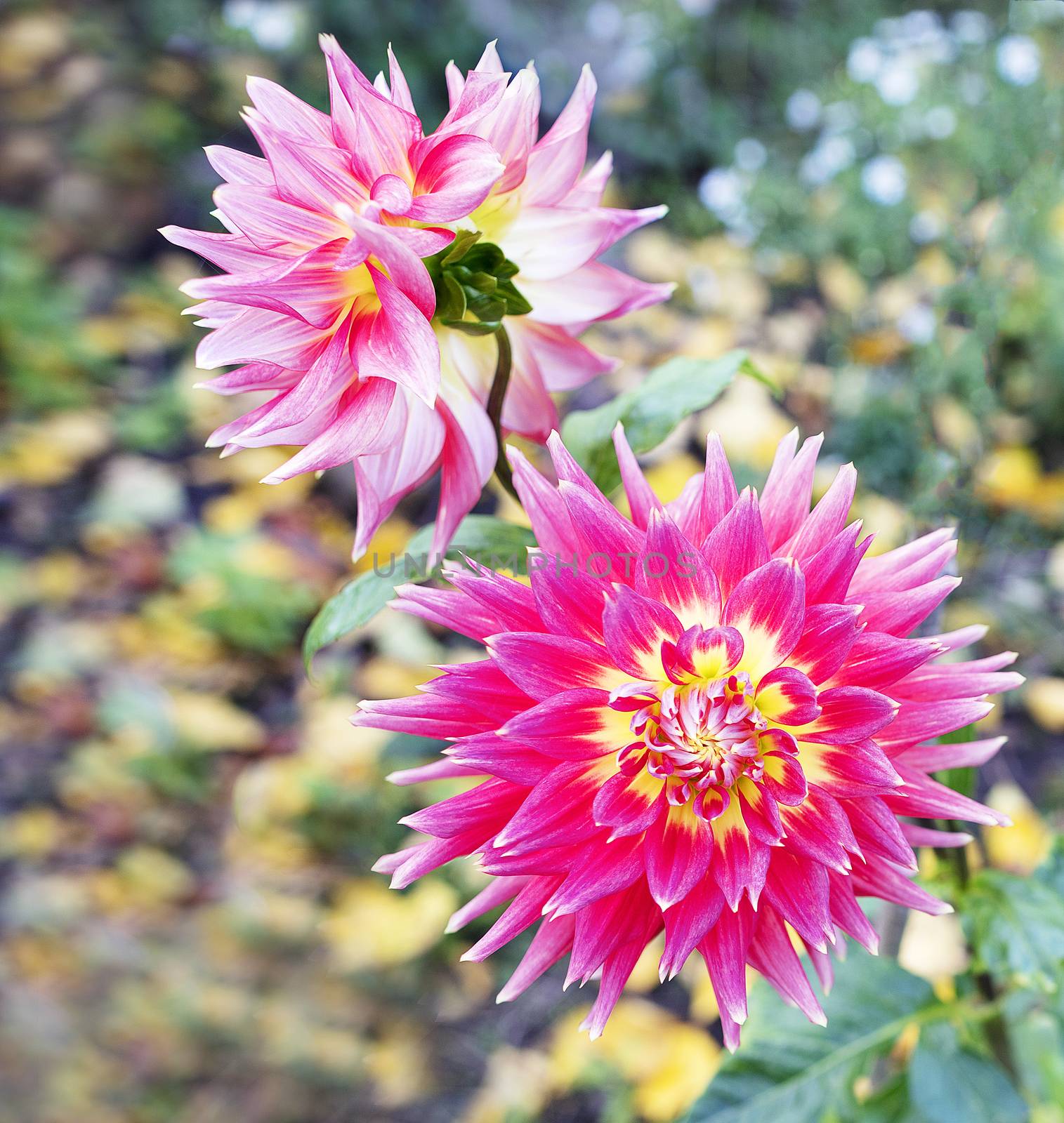 Beautiful bright red-pink blossoming flower Dahlia in autumn garden close-up