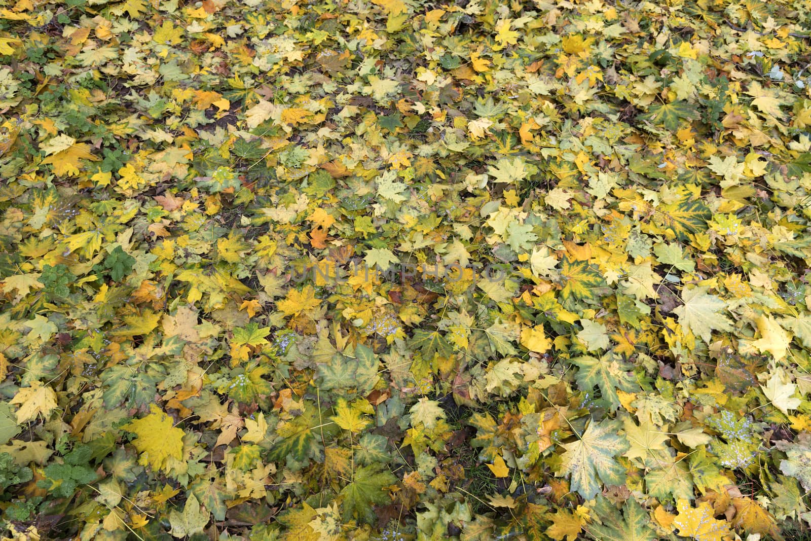 Autumn leaves cover the green grass. Texture, background.