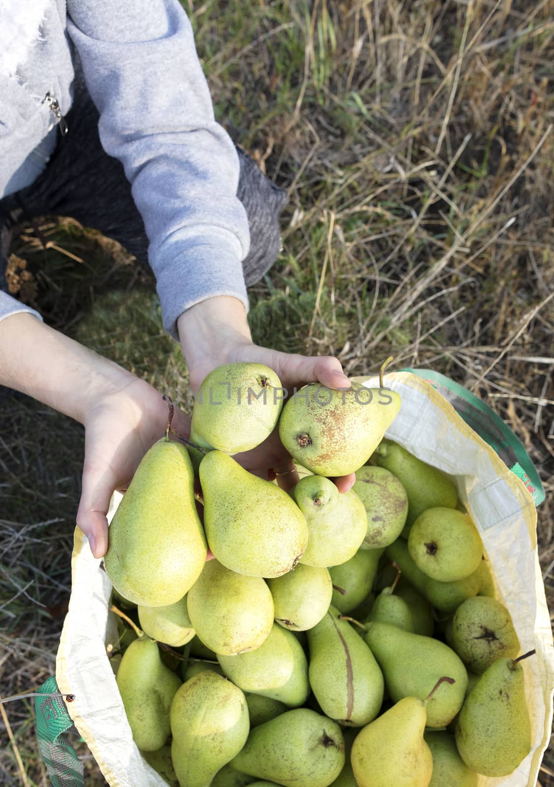 harvest of large green juicy pears in early autumn by Sergii