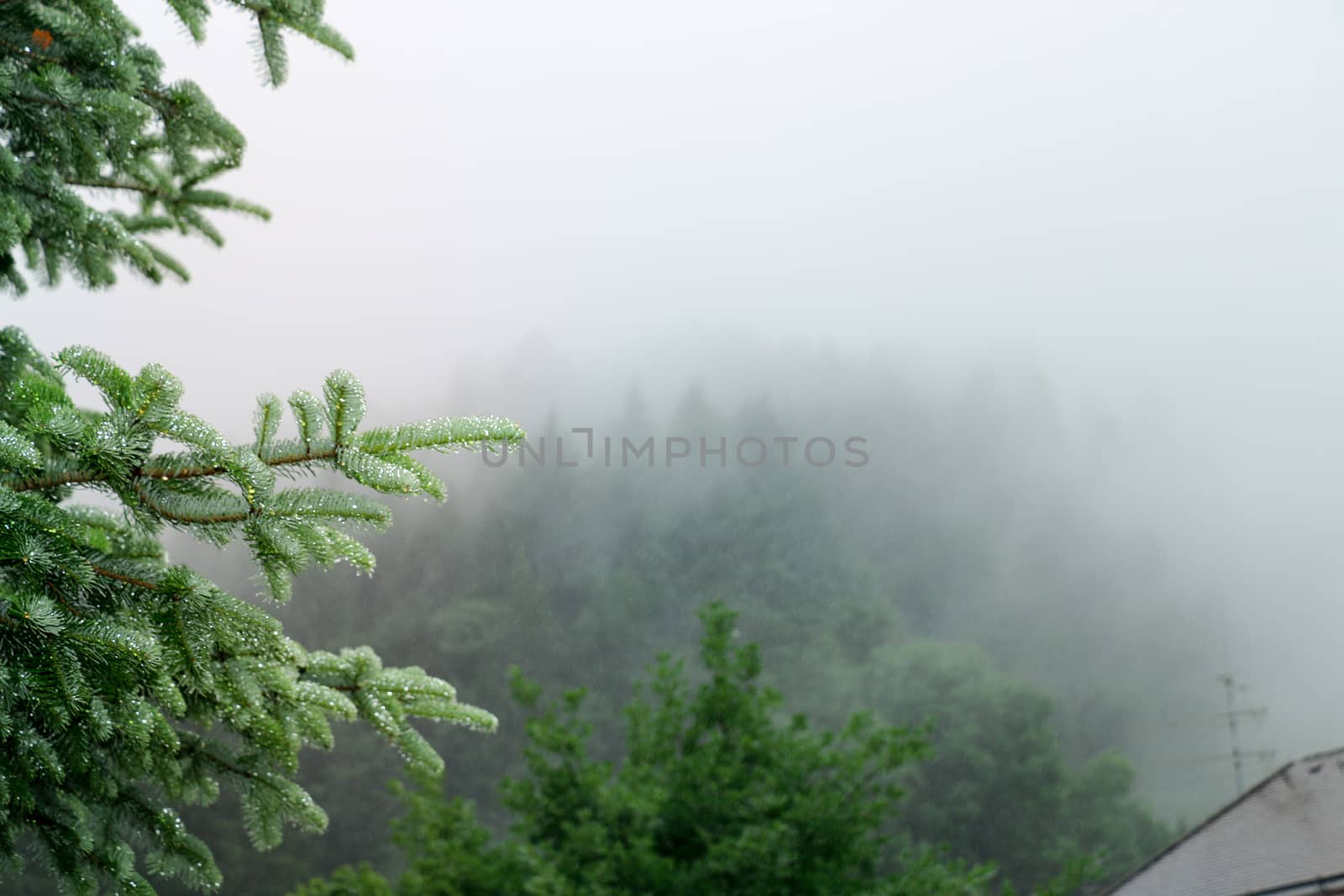 Morning Fog in Fresh Green Valley, Summer Landscape