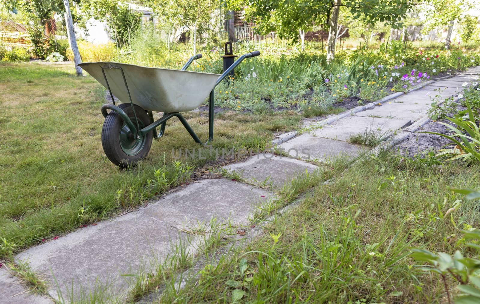 Through the clearing of the summer garden there passes a concrete path, near which there is a garden wheelbarrow