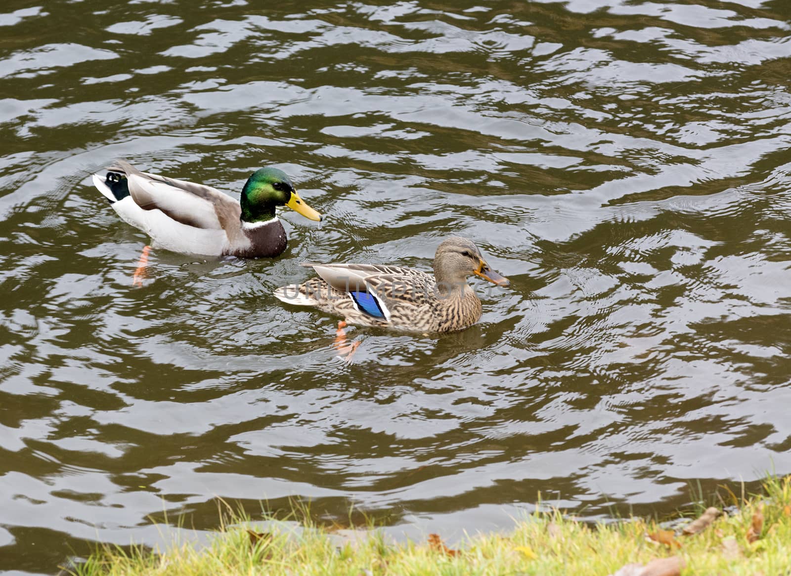 a pair of wild ducks swimming near the shore in the city pond of the autumn park