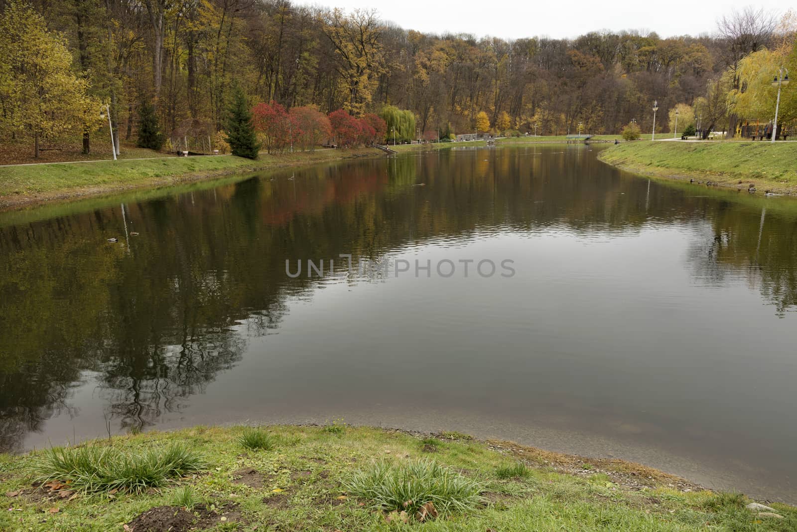 Golden autumn came to the shores of a clean pond in an autumn park