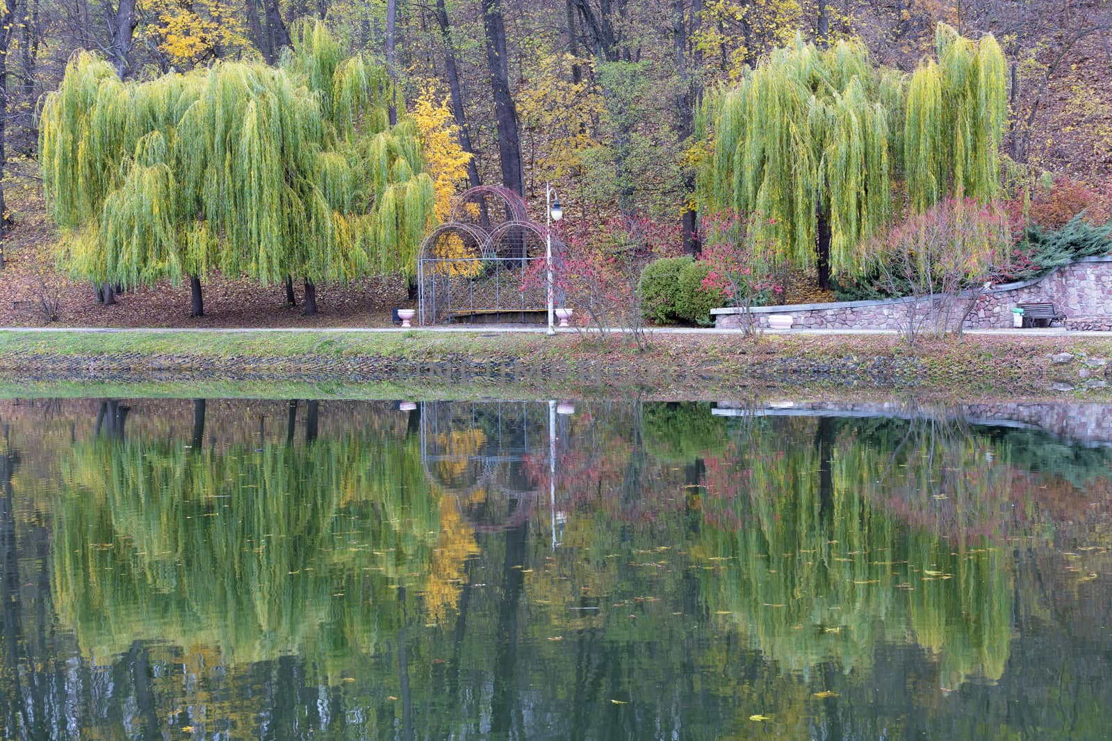 A metal gazebo stands between beautiful green weeping willows on the shore of a pond in an autumn park