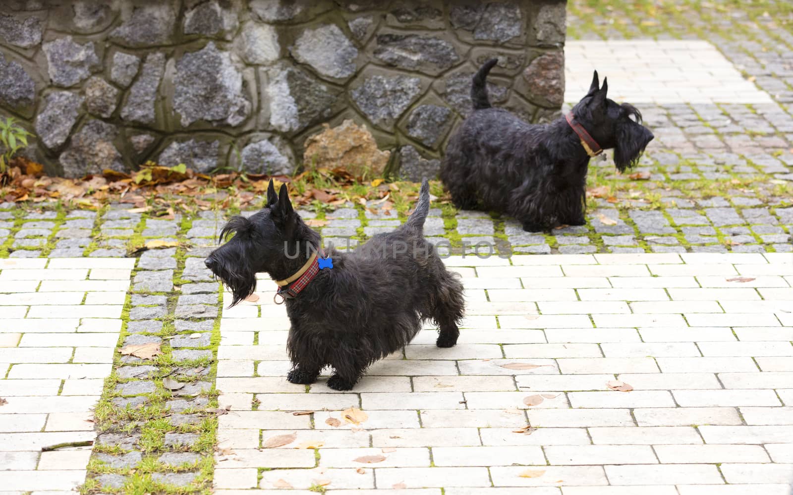 Black Scottish terrier walks the paved paths of autumn park