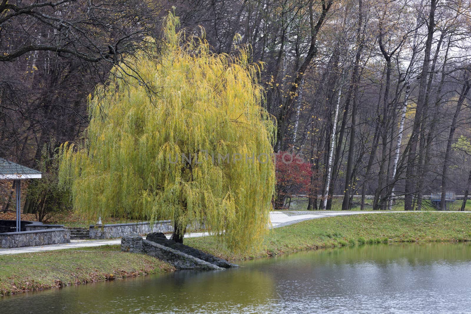 beautiful green weeping willow bent branches to the surface of a pond in an autumn park