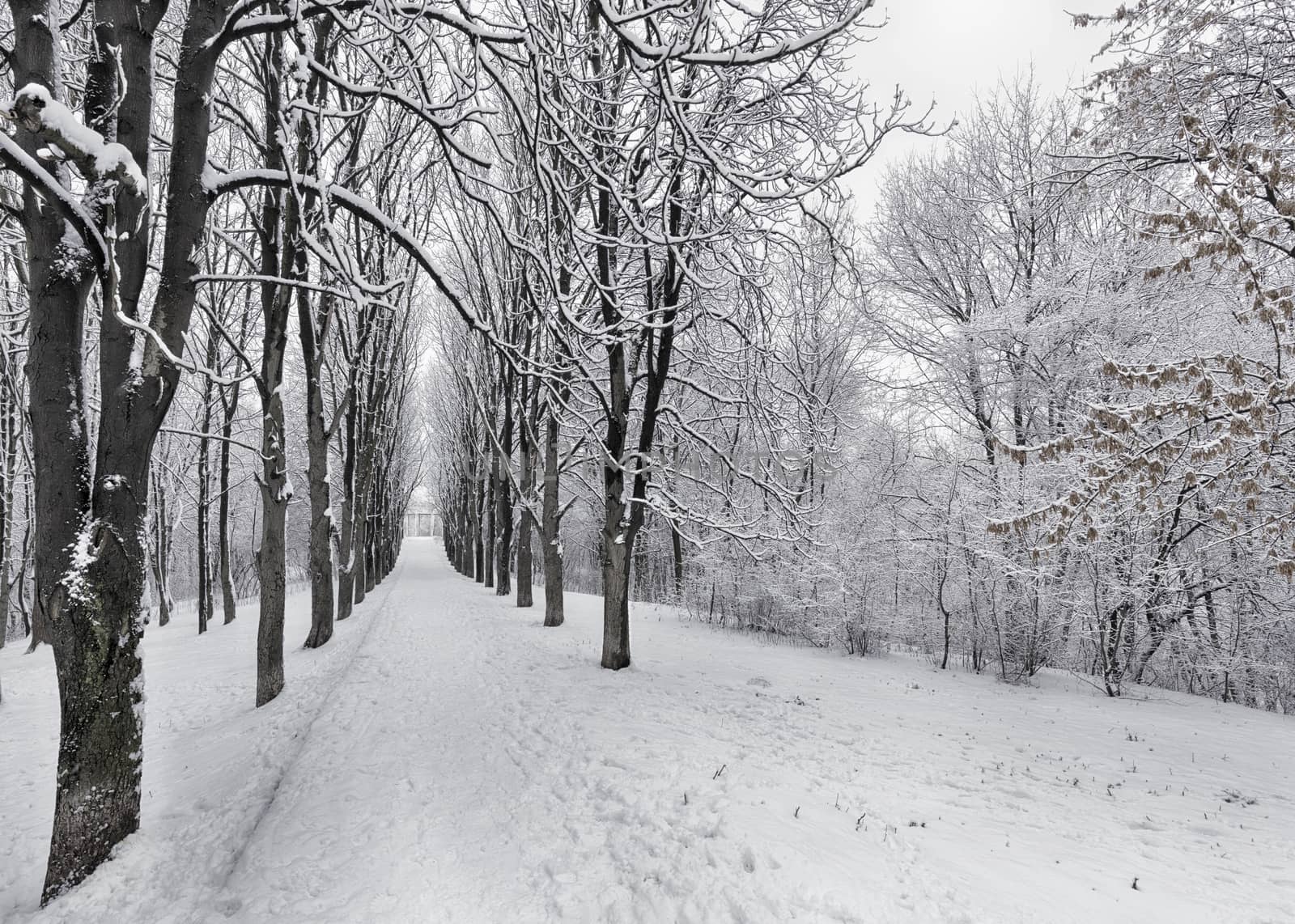 The avenue of winter trees stretching into the distance is covered with snow in the city park