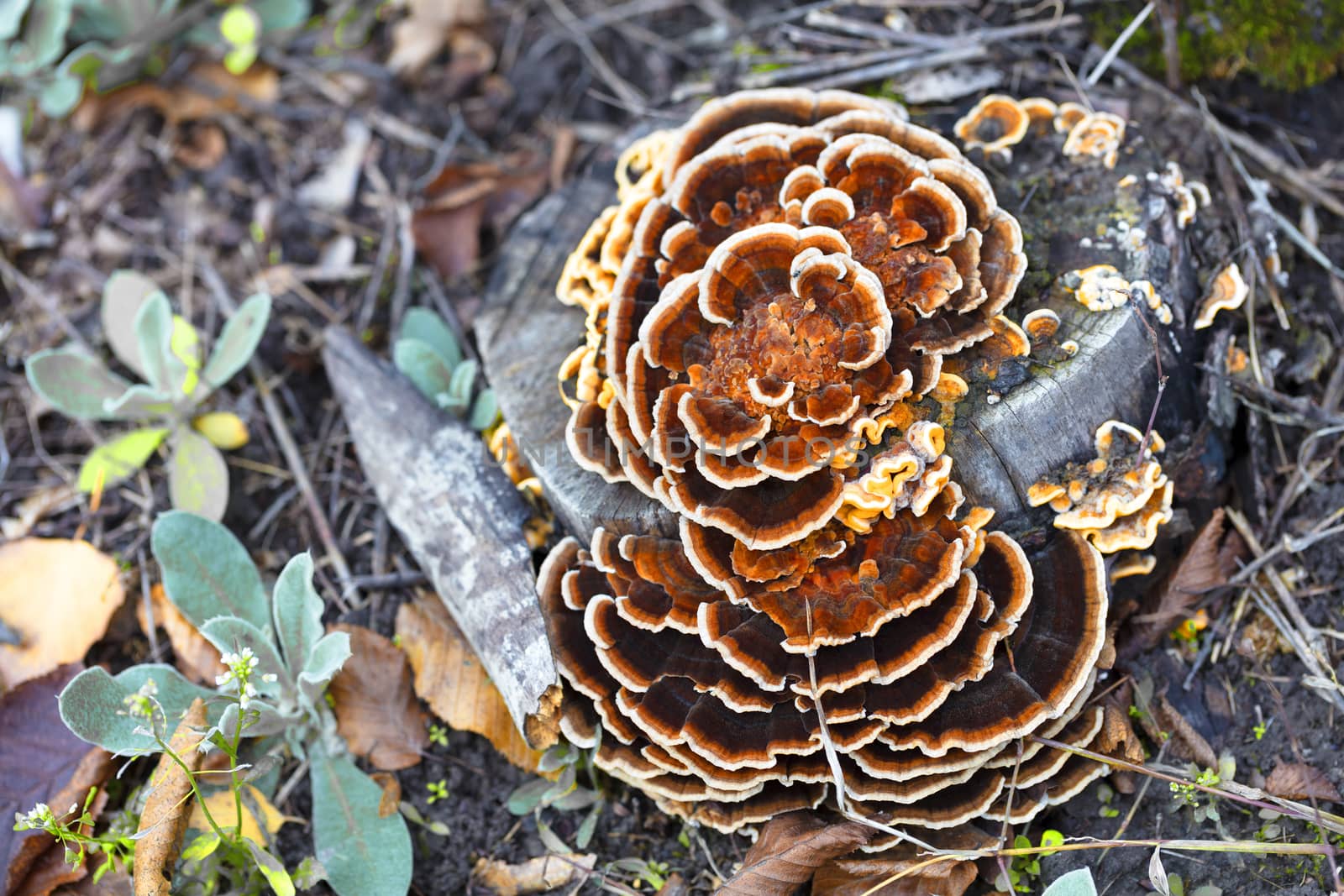 Bright orange mushroom Laetiporus sulphureus (a chicken from a tree), grows on an old rotten stump in an autumn park