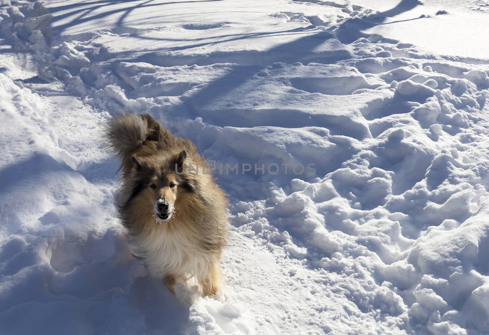 a collie dog runs through the snow in a winter park