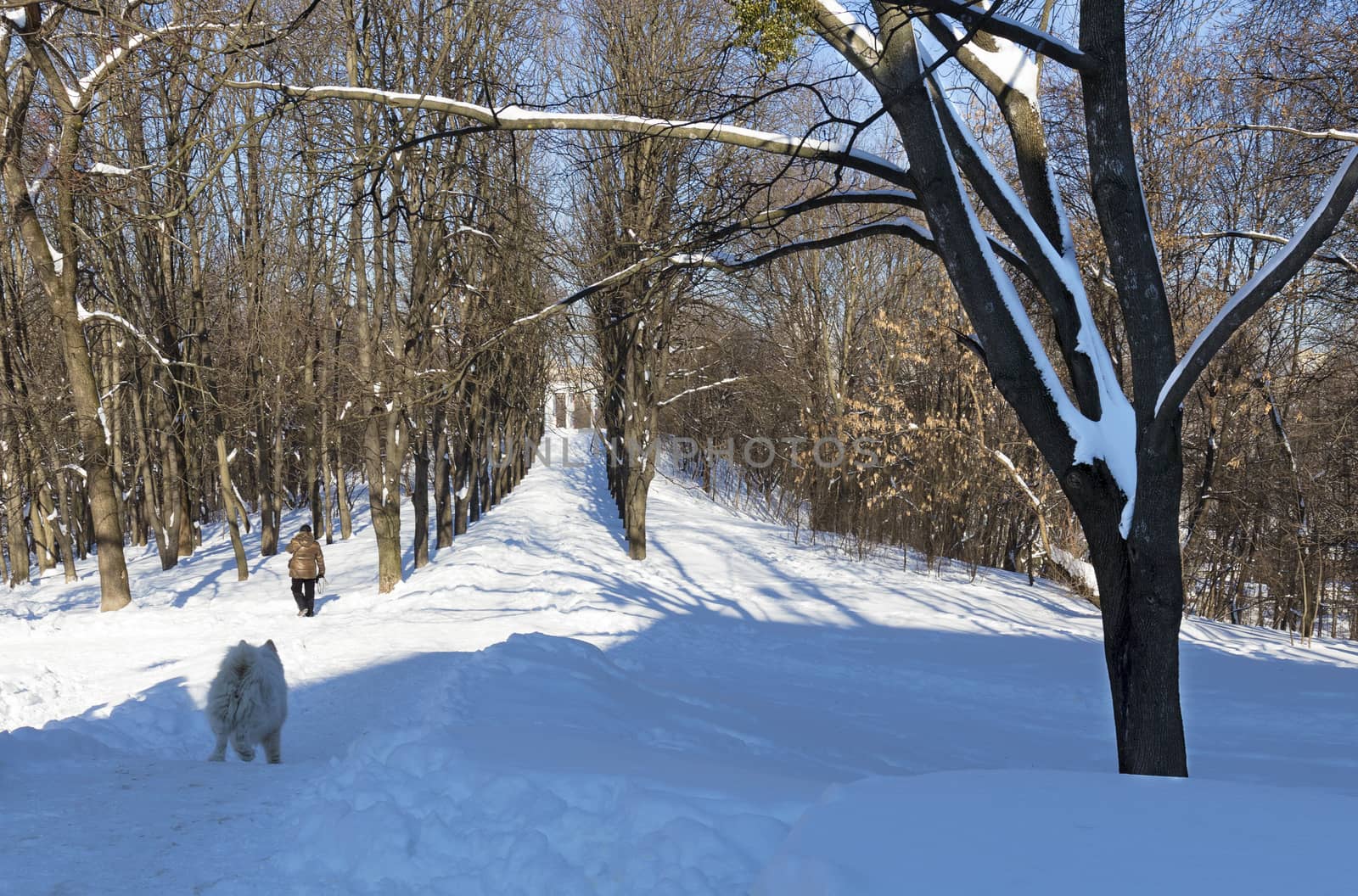 Alley of a city park in the snow on a sunny day against a blue sky. The man with his dog goes for a walk.