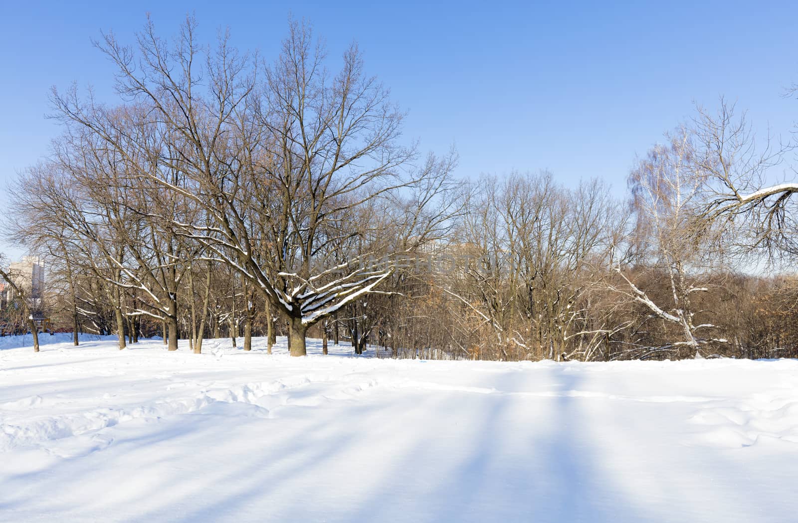 Old oak city park in the snow against a blue sky background