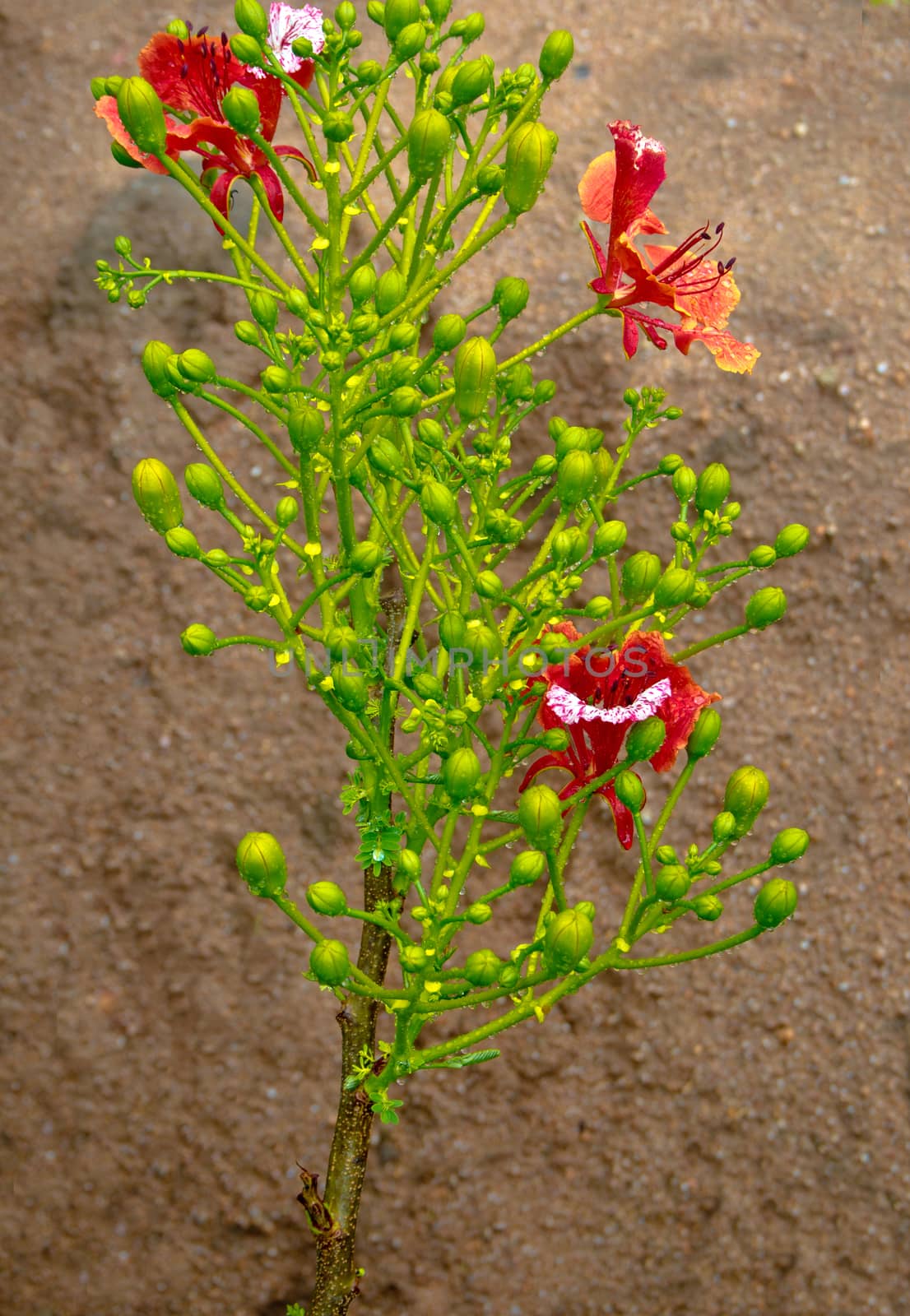 Red flower of Flame Tree or Foreign peacock tail