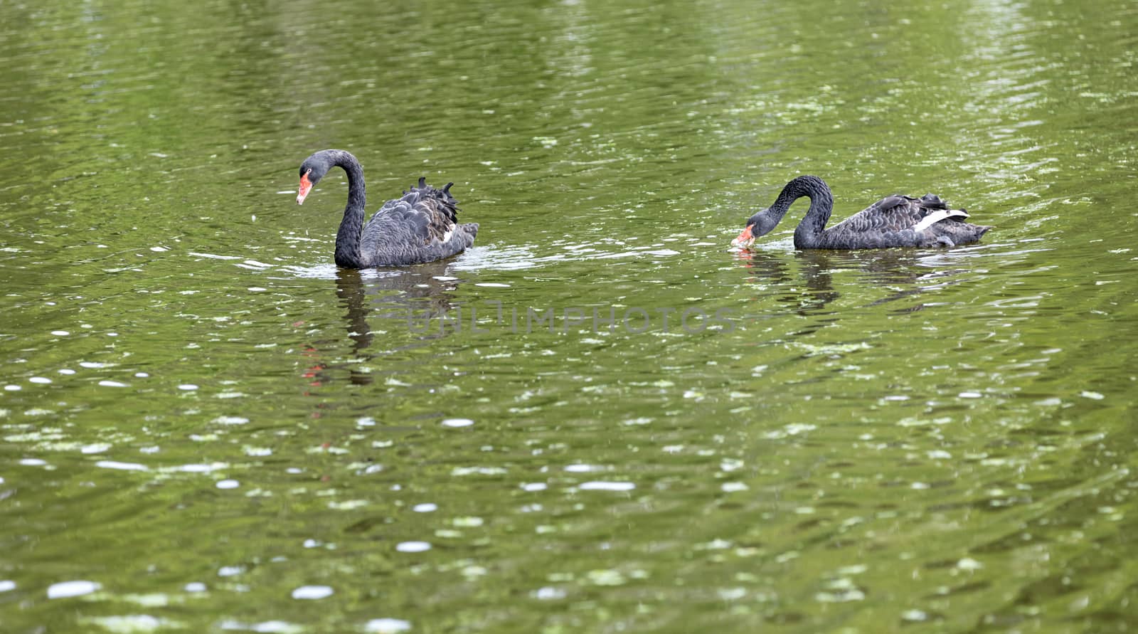 Two beautiful black swans swim along the sleek surface of the forest lake
