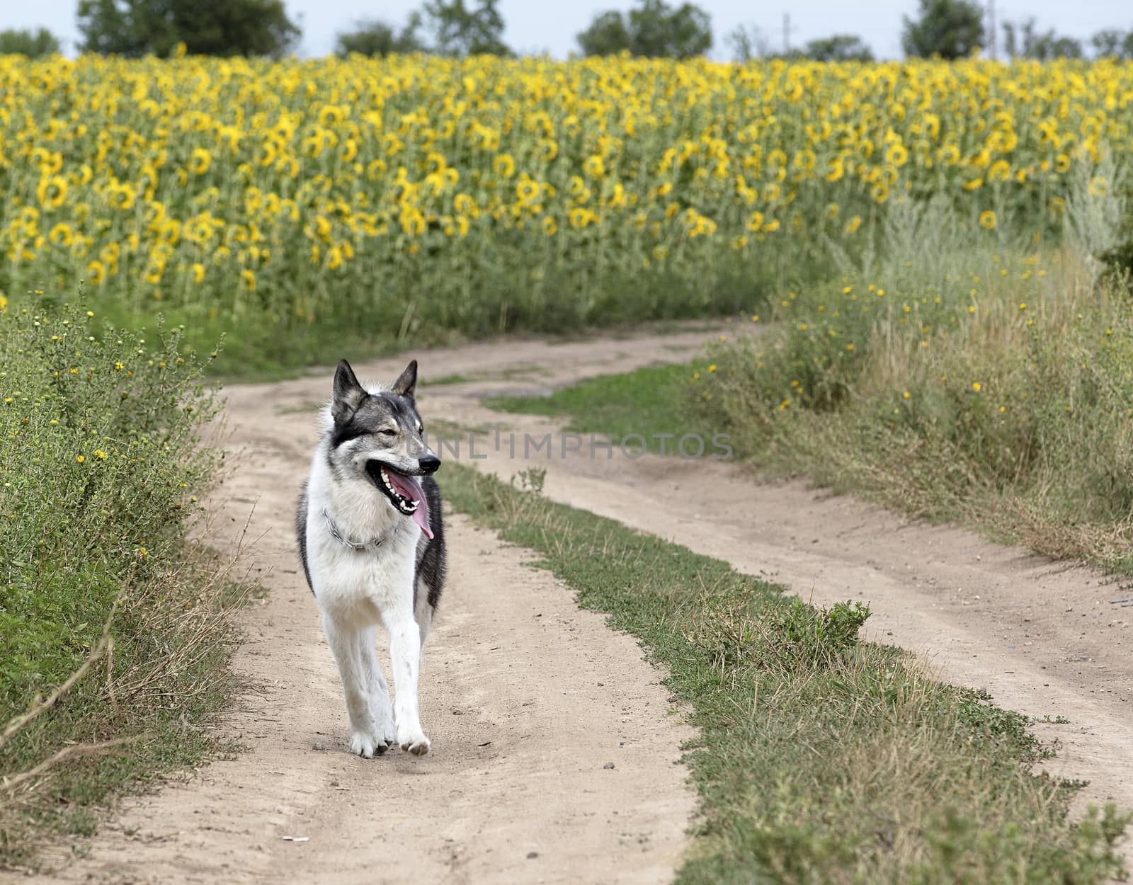 A hunting dog Siberian Laika outdoors walks along a dirt road among the fields of a sunflower and looks closely at the search for prey