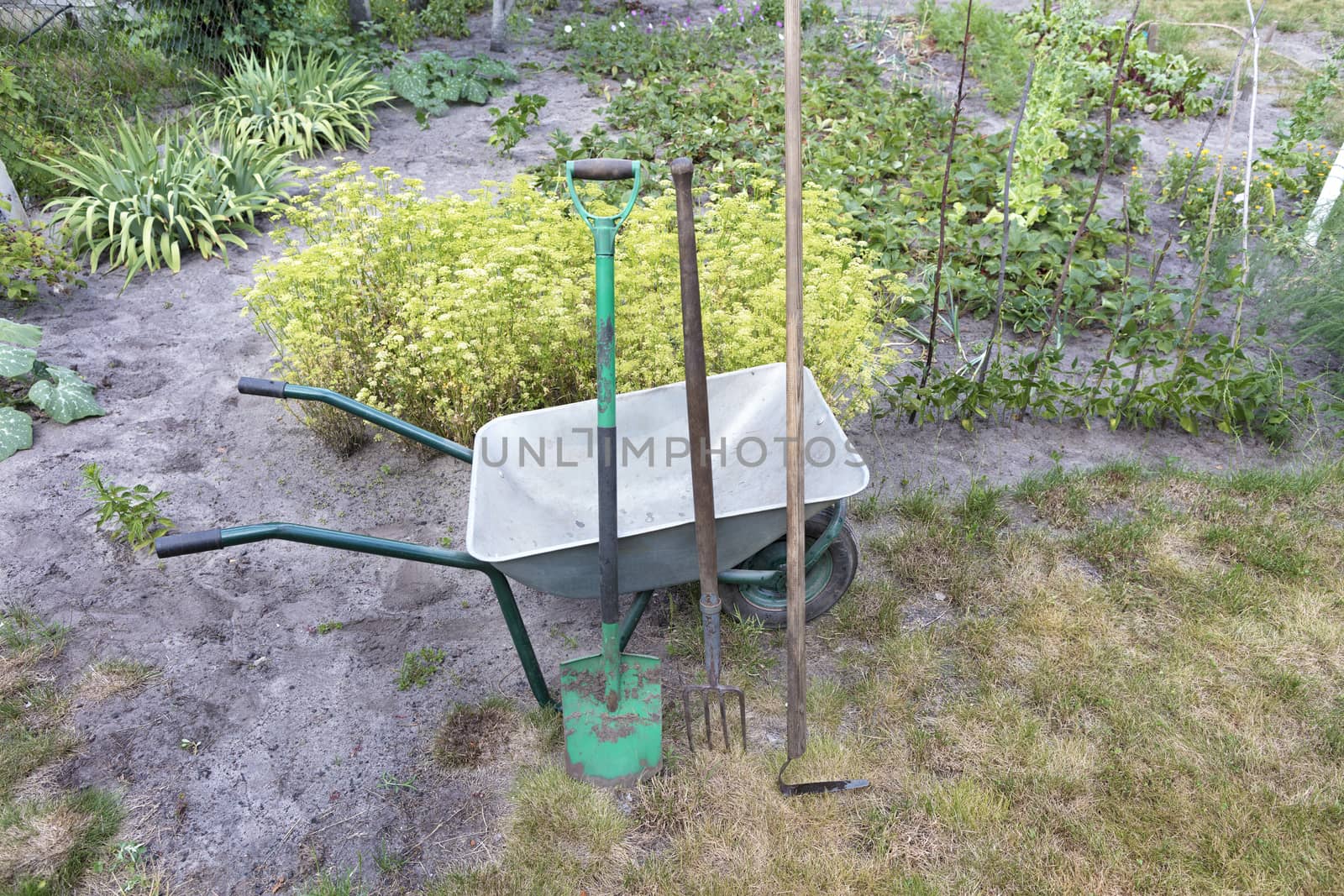A garden tool and a wheelbarrow used on a personal plot. An old shovel, a pitchfork and a hoe against the backdrop of a wheelbarrow. Home garden and agricultural concept.
