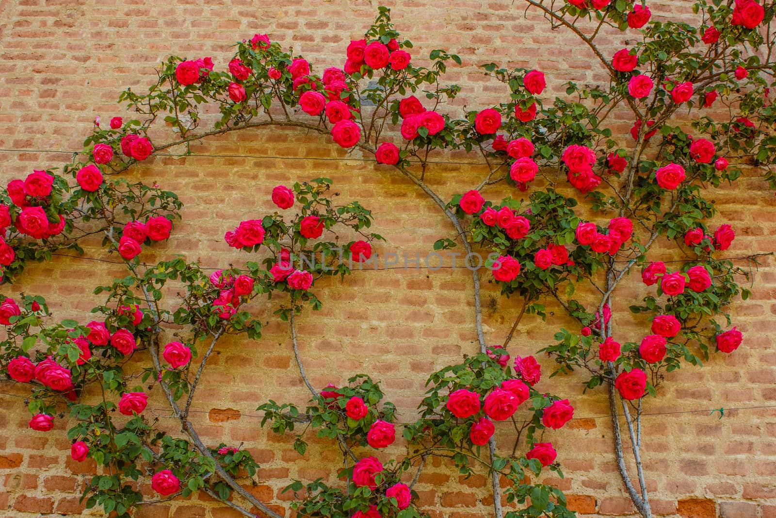 a roses climb on a brick wall      by moorea