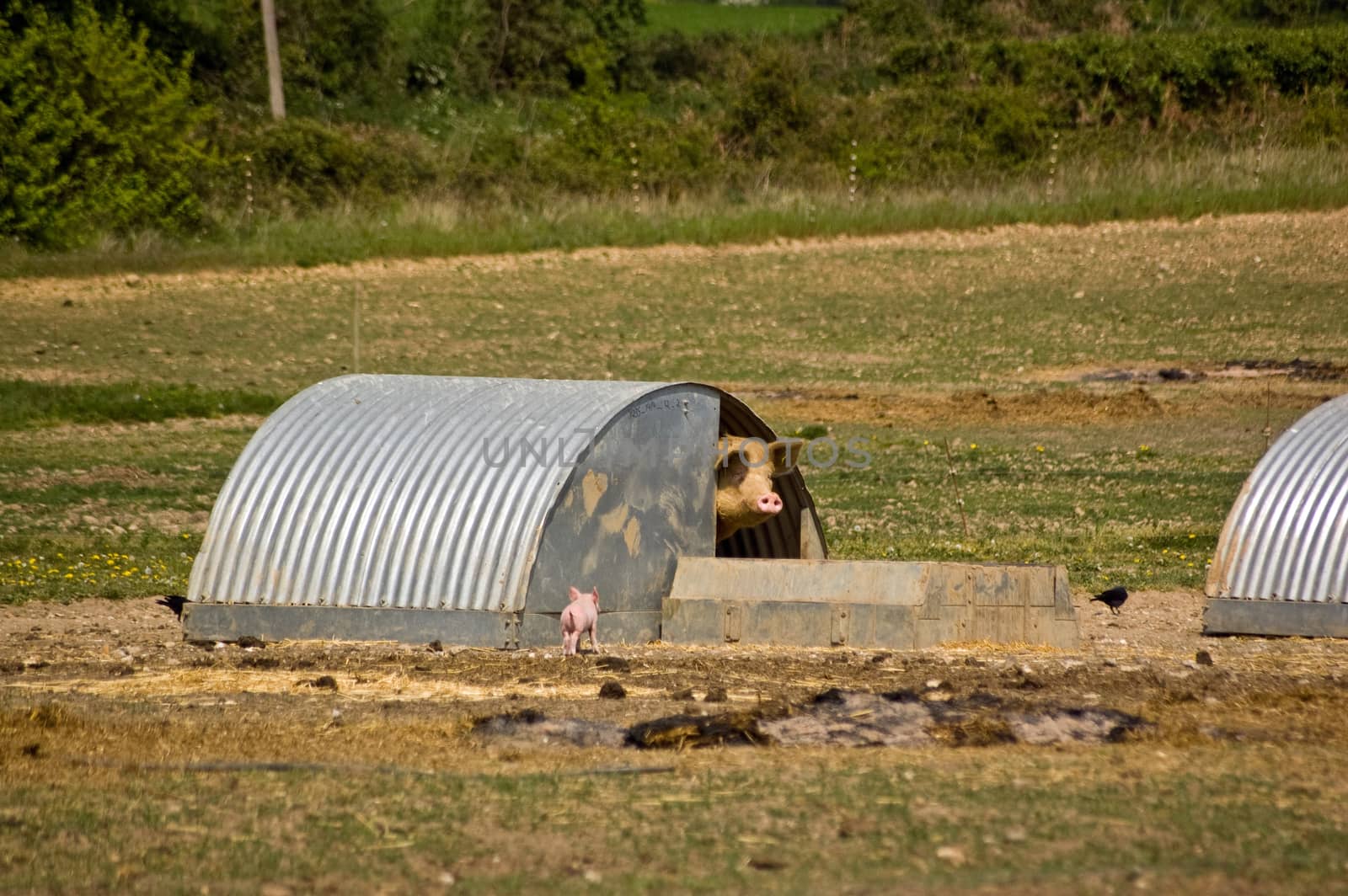 Piglet and mother at Pig Farm by BasPhoto