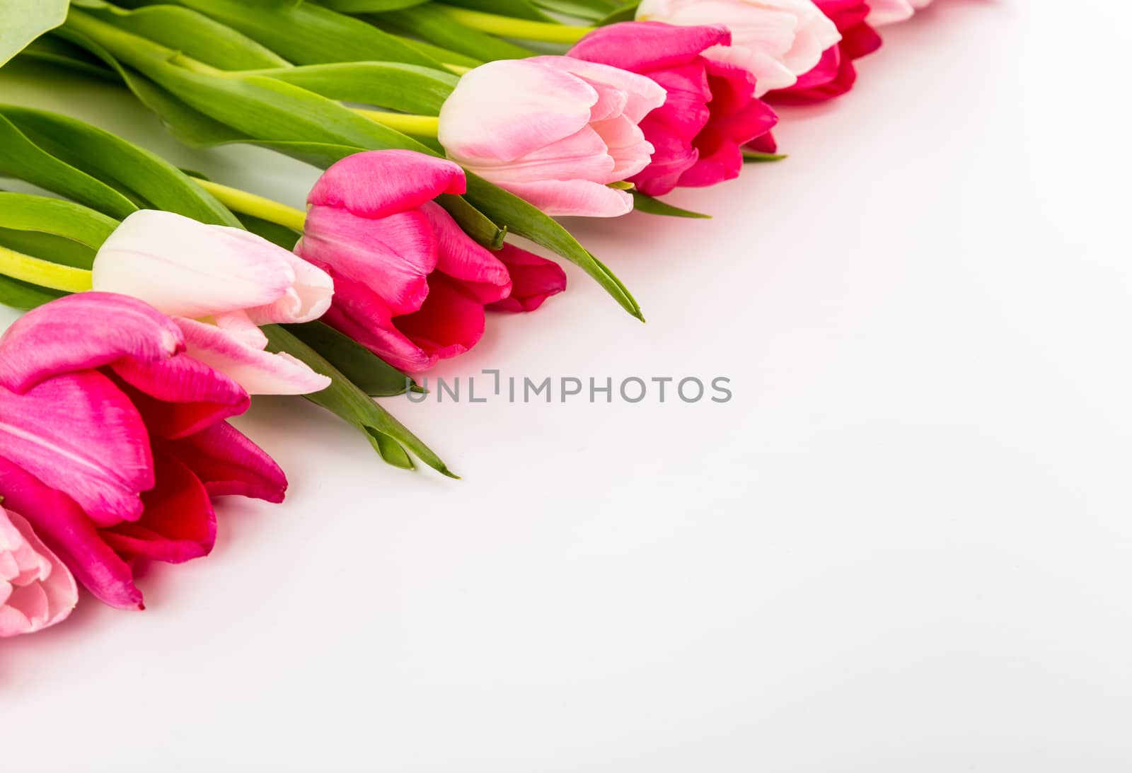Fresh spring tulips on white by PavelRezac