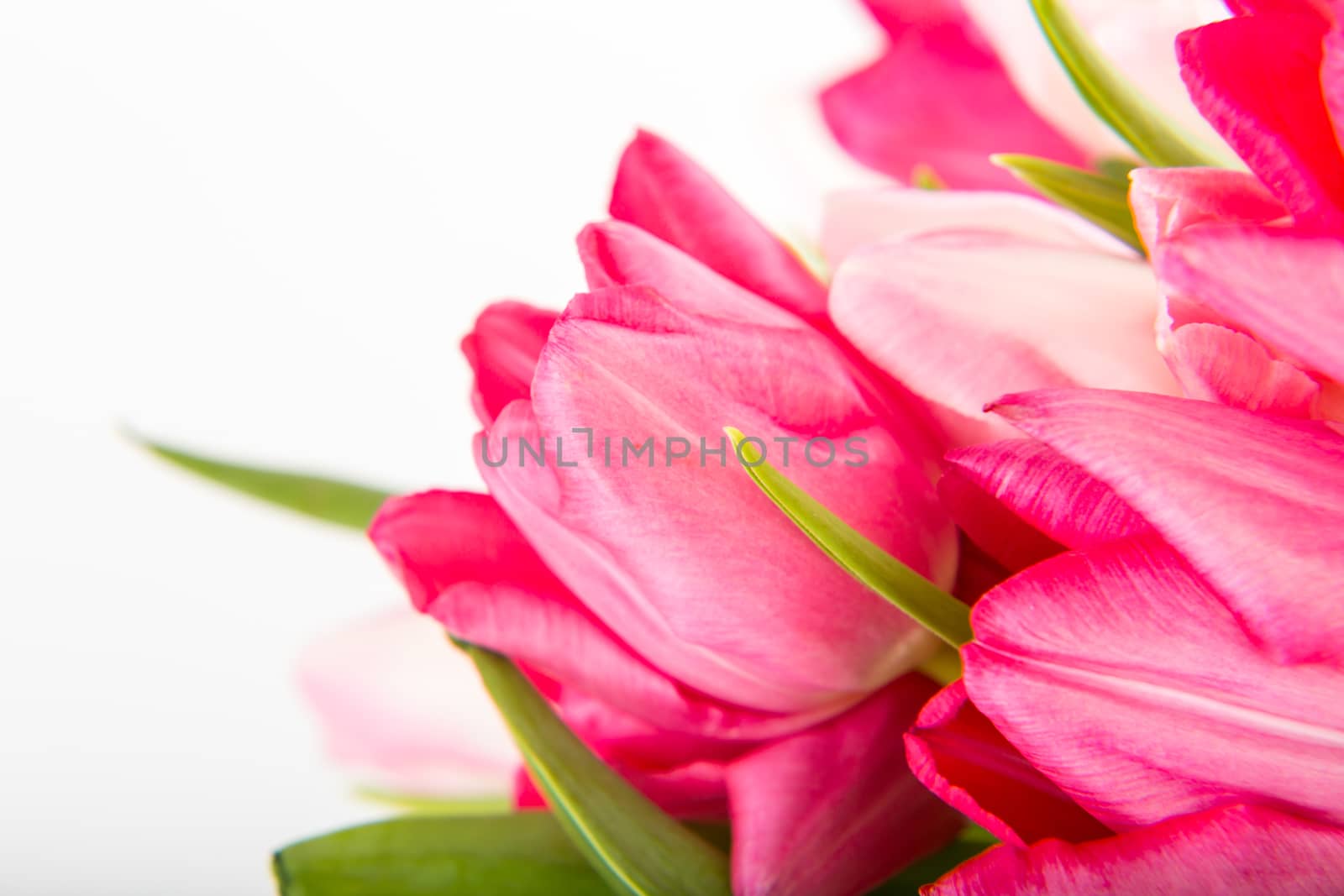 Spring Fresh multicolored tulips isolated on white background. Congratulation. Valentine's Day, spring, Easter. Space for text.