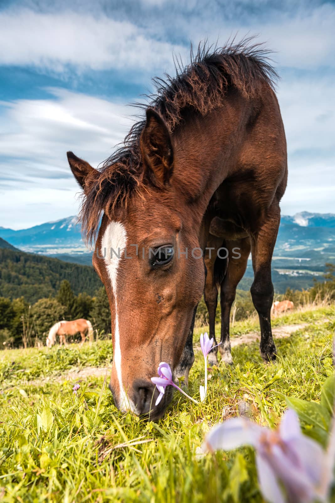 Horse Grazing on Green Pasture and Wild Flowers. Close Up Portrait.