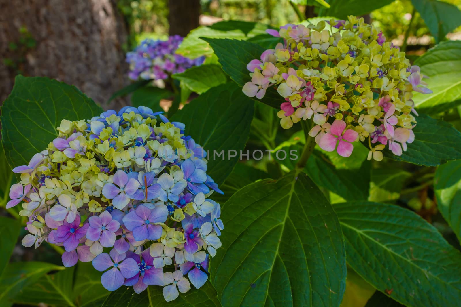 closeup of two hydrangeas  that are blooming by moorea