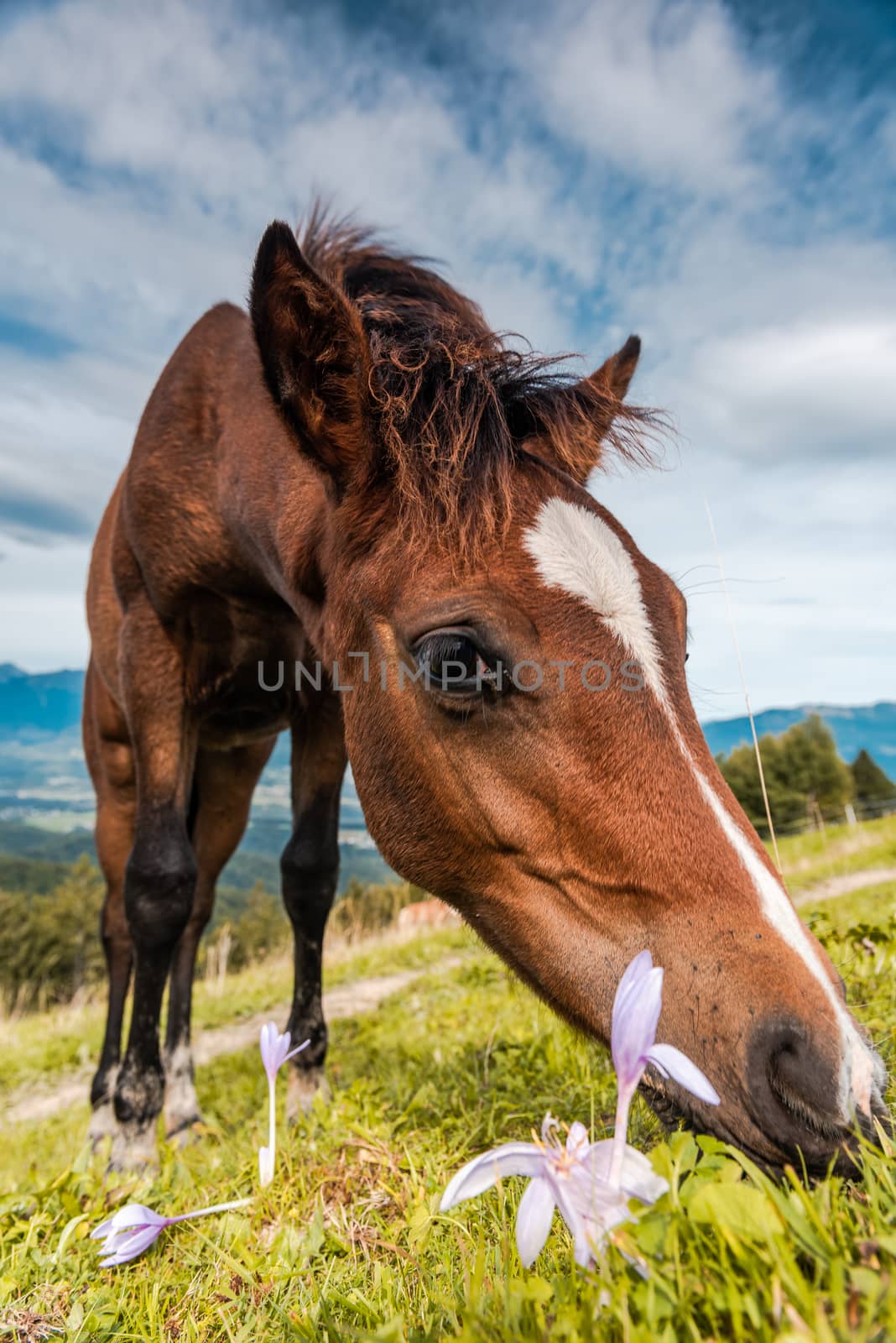 Horse Grazing on Green Pasture and Wild Flowers. Close Up Portrait.
