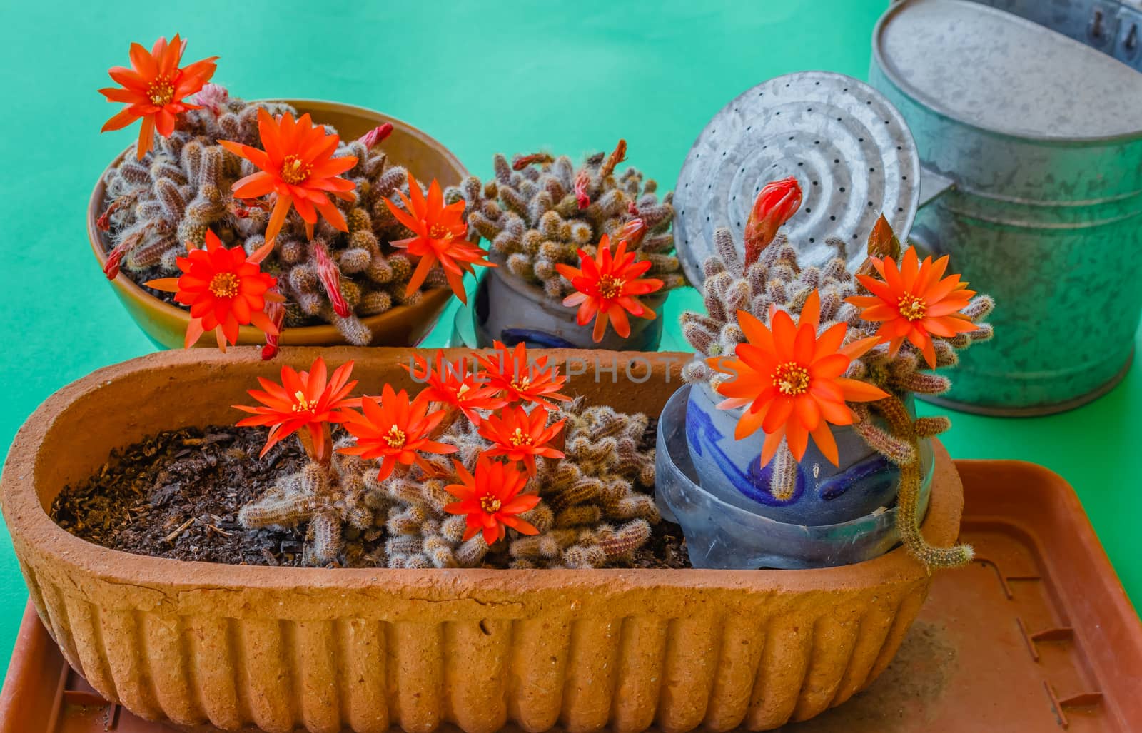 flowering cacti plant by moorea