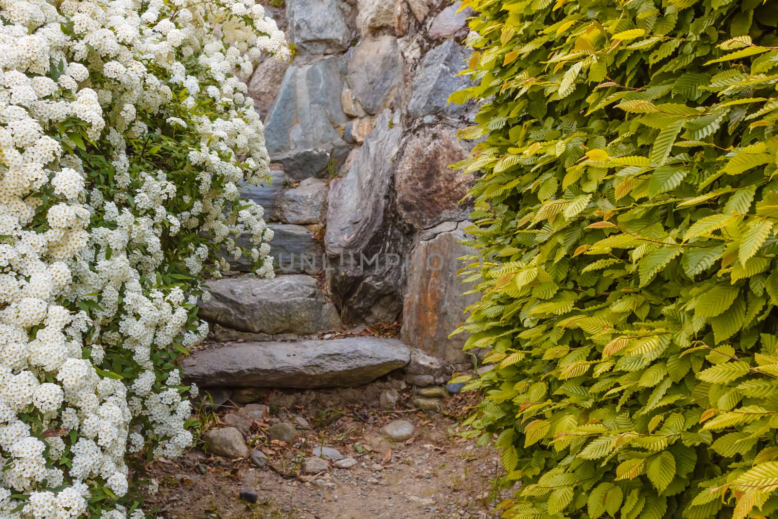 A bush of white flowers spirea leads to a stone staircase