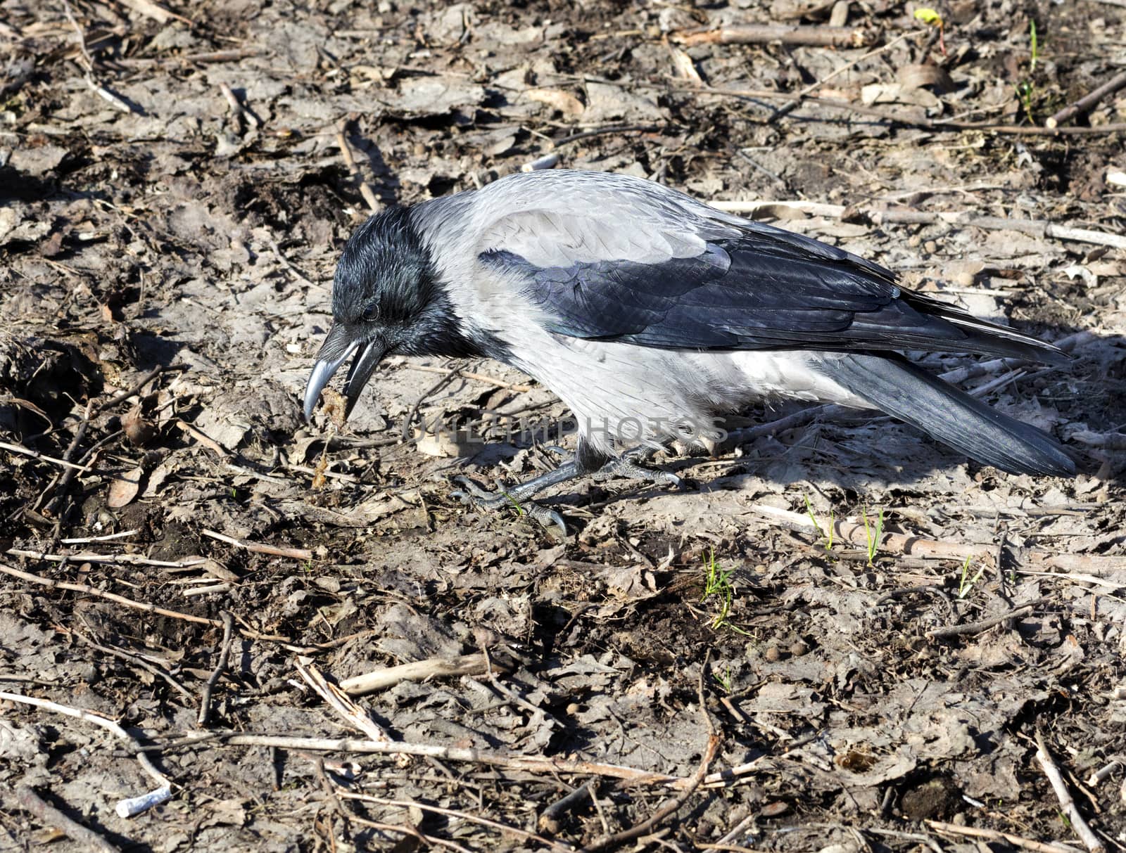 Young crow looking for insects on the ground in early spring by Sergii