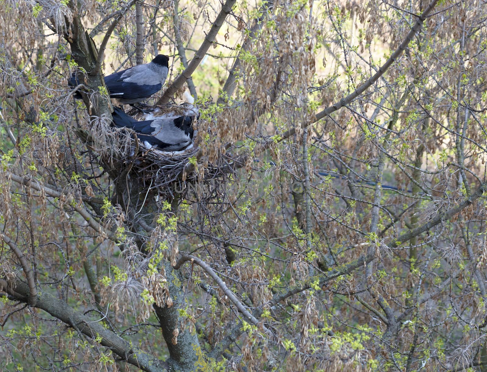 The young crow's family in the early spring dug a nest on a tree by Sergii