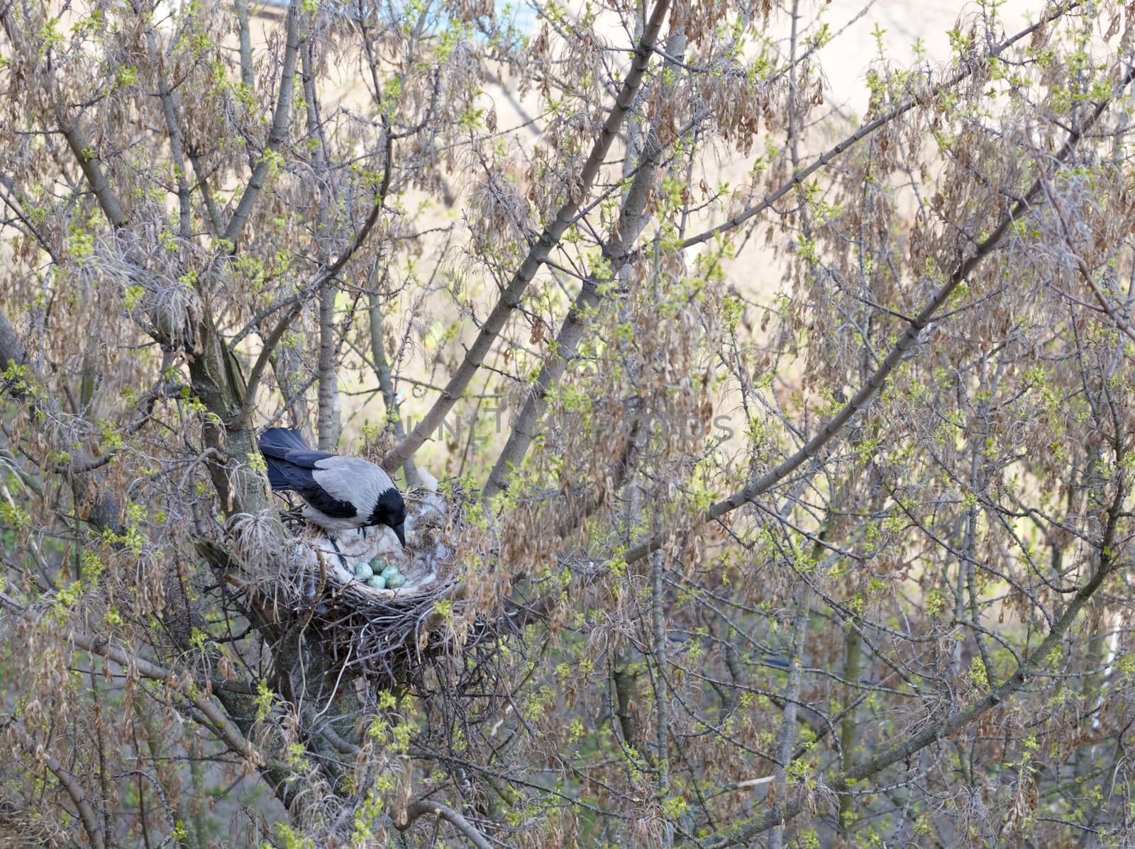 A young crow looks at his put eggs in the nest by Sergii