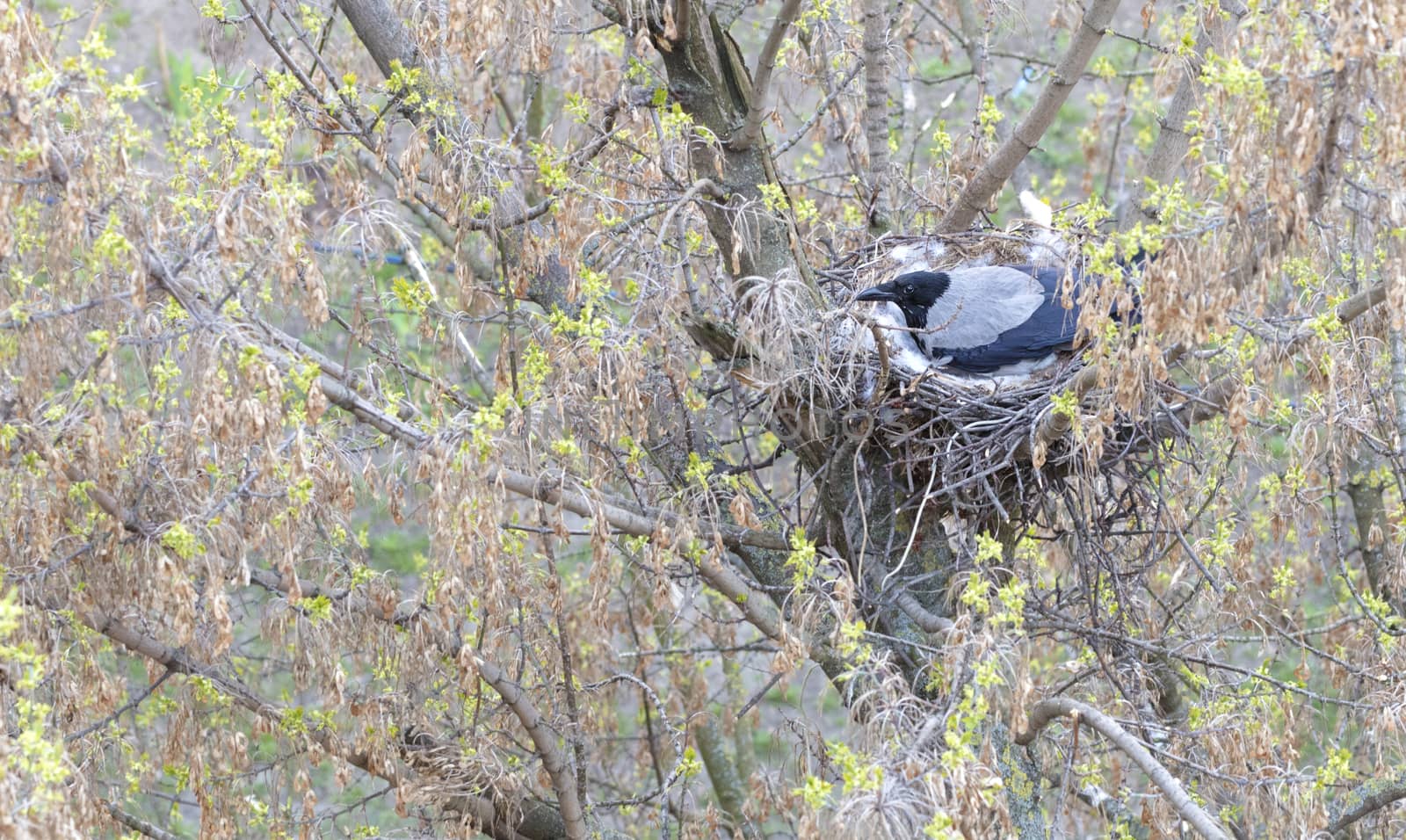 A young crow in early spring made a nest on a tree and incubate chicks by Sergii