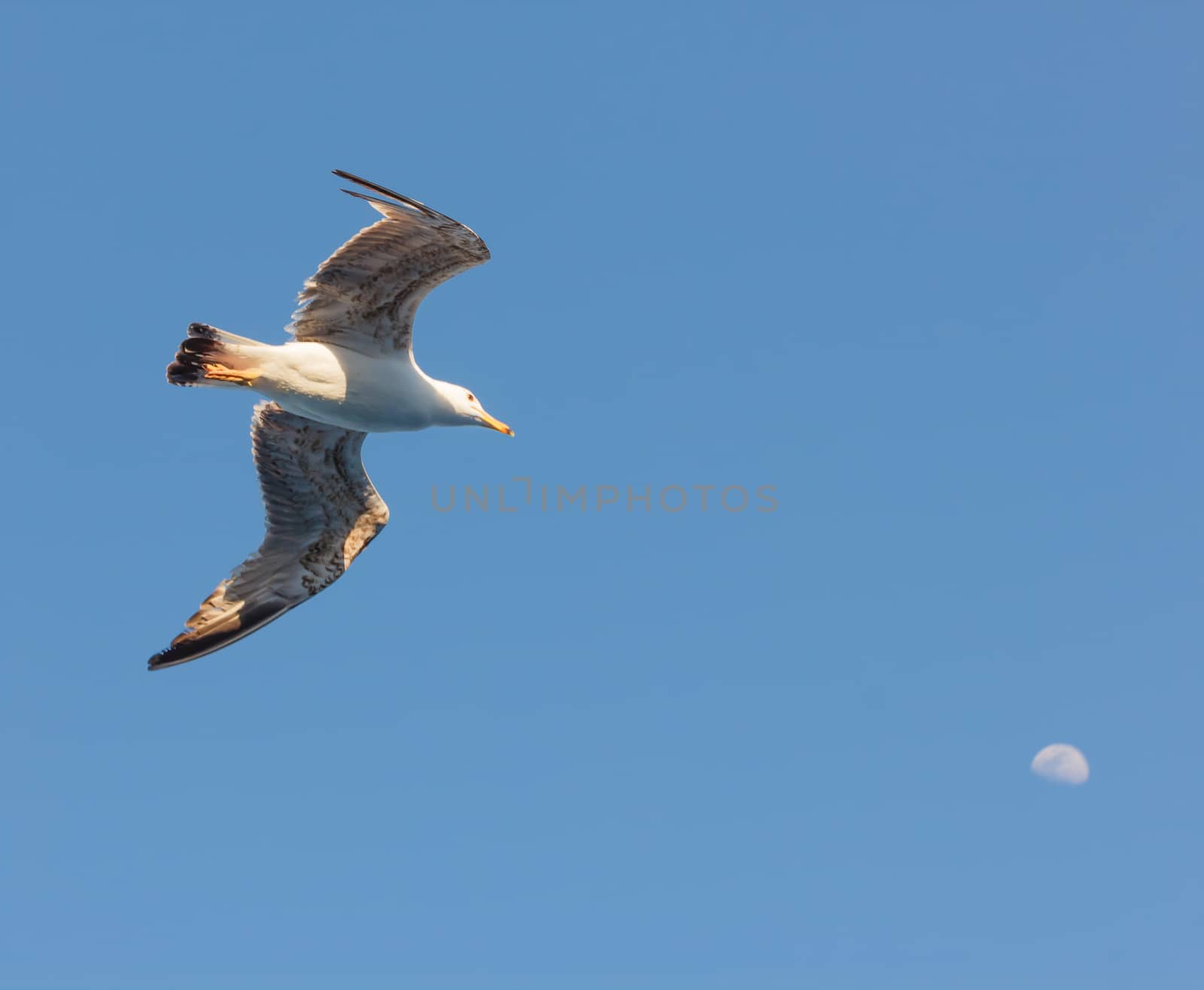 a seagull  in flight seems to hit the moon by moorea