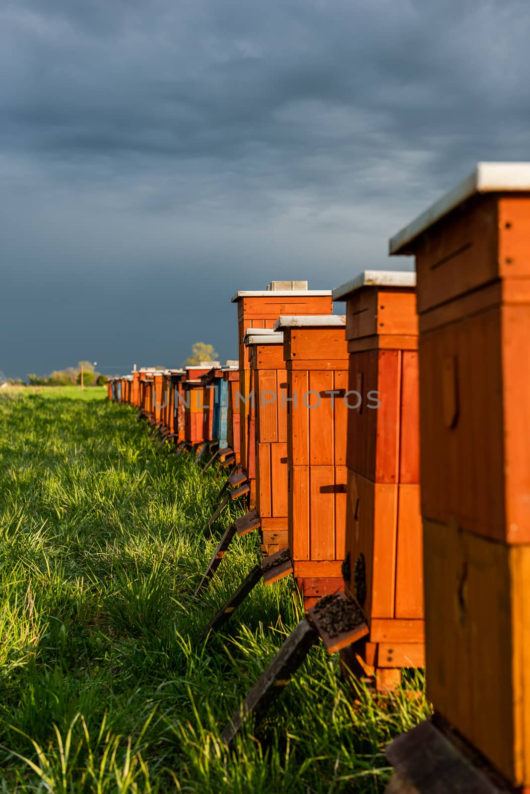 Traditional Wooden Beehives in Fields. Beekeeping and Honey Production. Organic Food Farming.