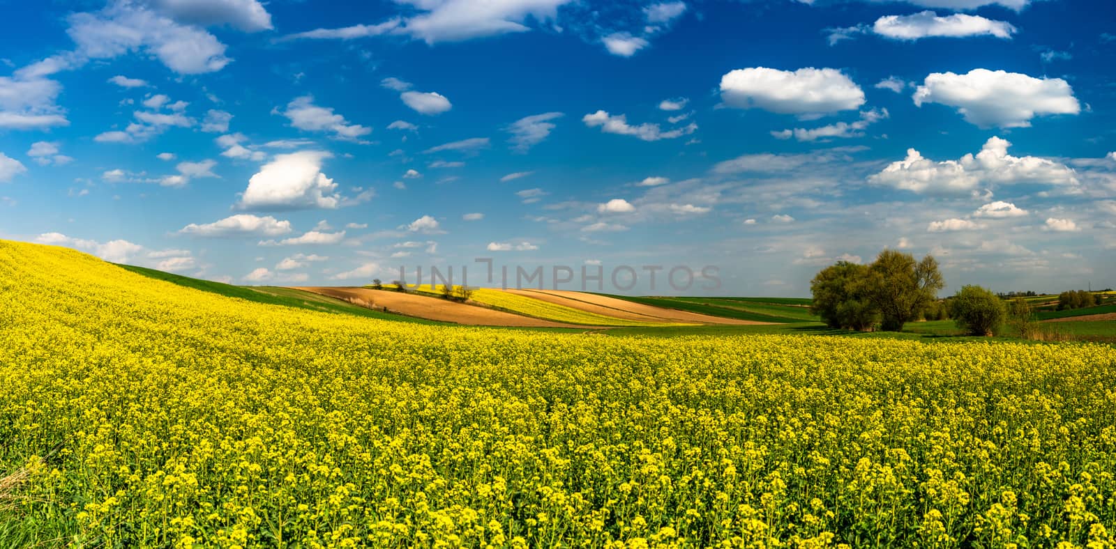Panoramic Image or Picturesque Countryside. Canola or Rape Fields, Trees and Blue Sky with Clouds.