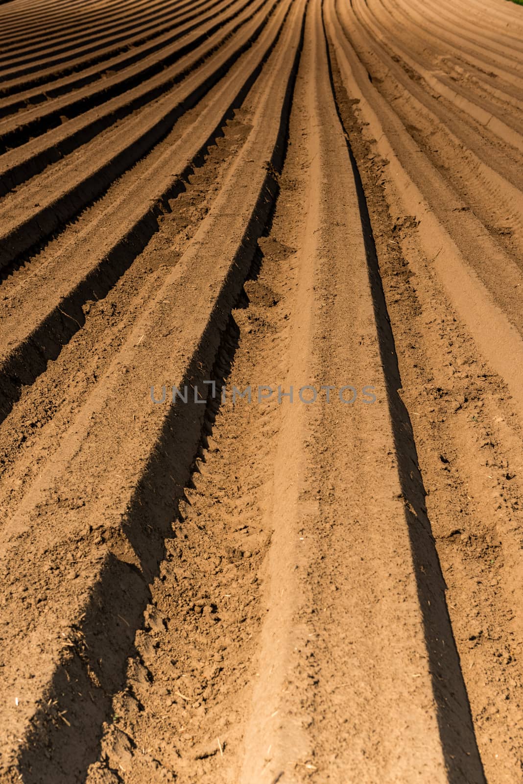 Rows on Plantation. Spring Season in Countryside. Agriculture Industry Background.